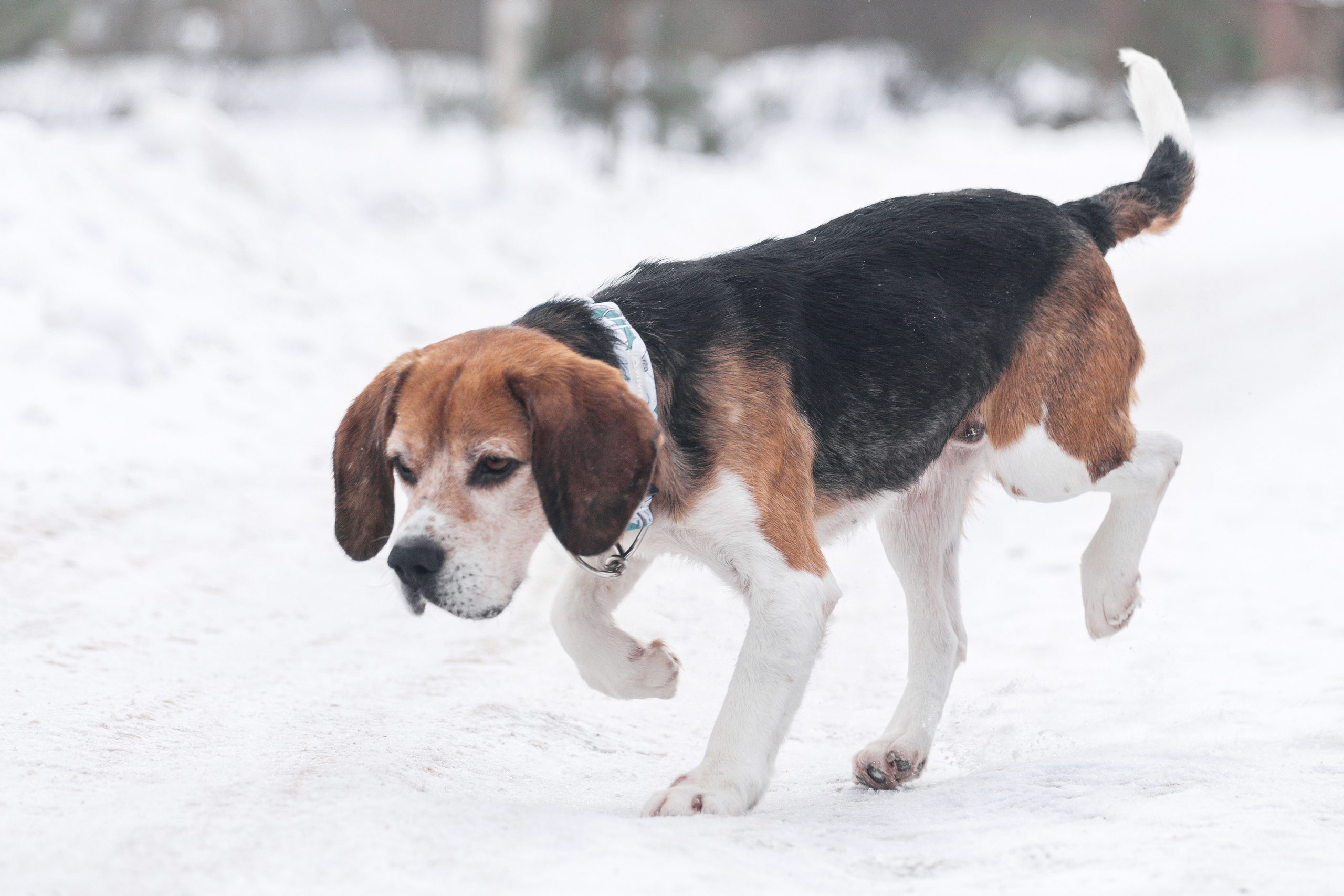 Группа помощи Дом для бигля 2023. Фотограф-анималист Татьяна Степанова