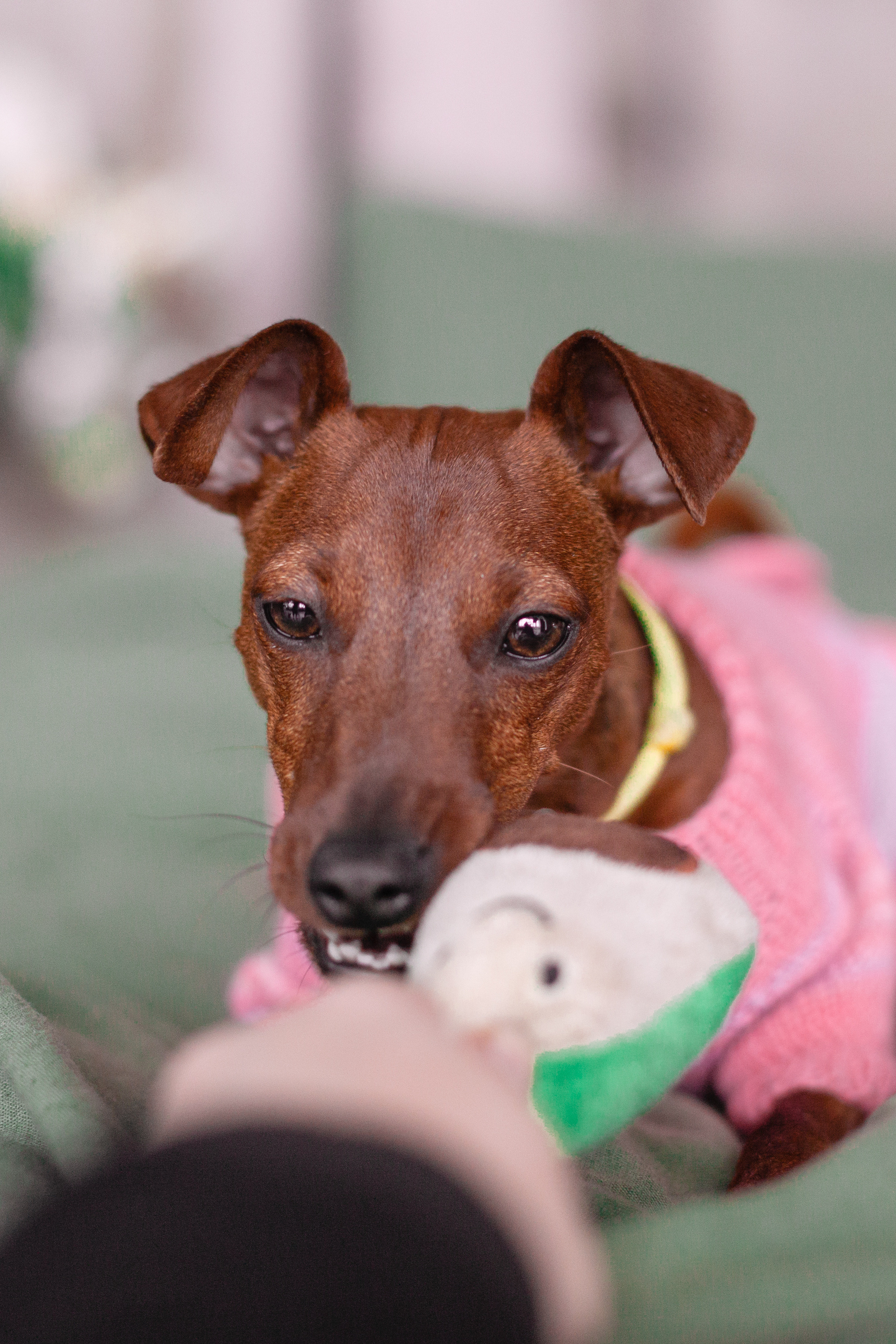 Александра и пинчеры Майя и Джой. Фотограф-анималист Татьяна Степанова