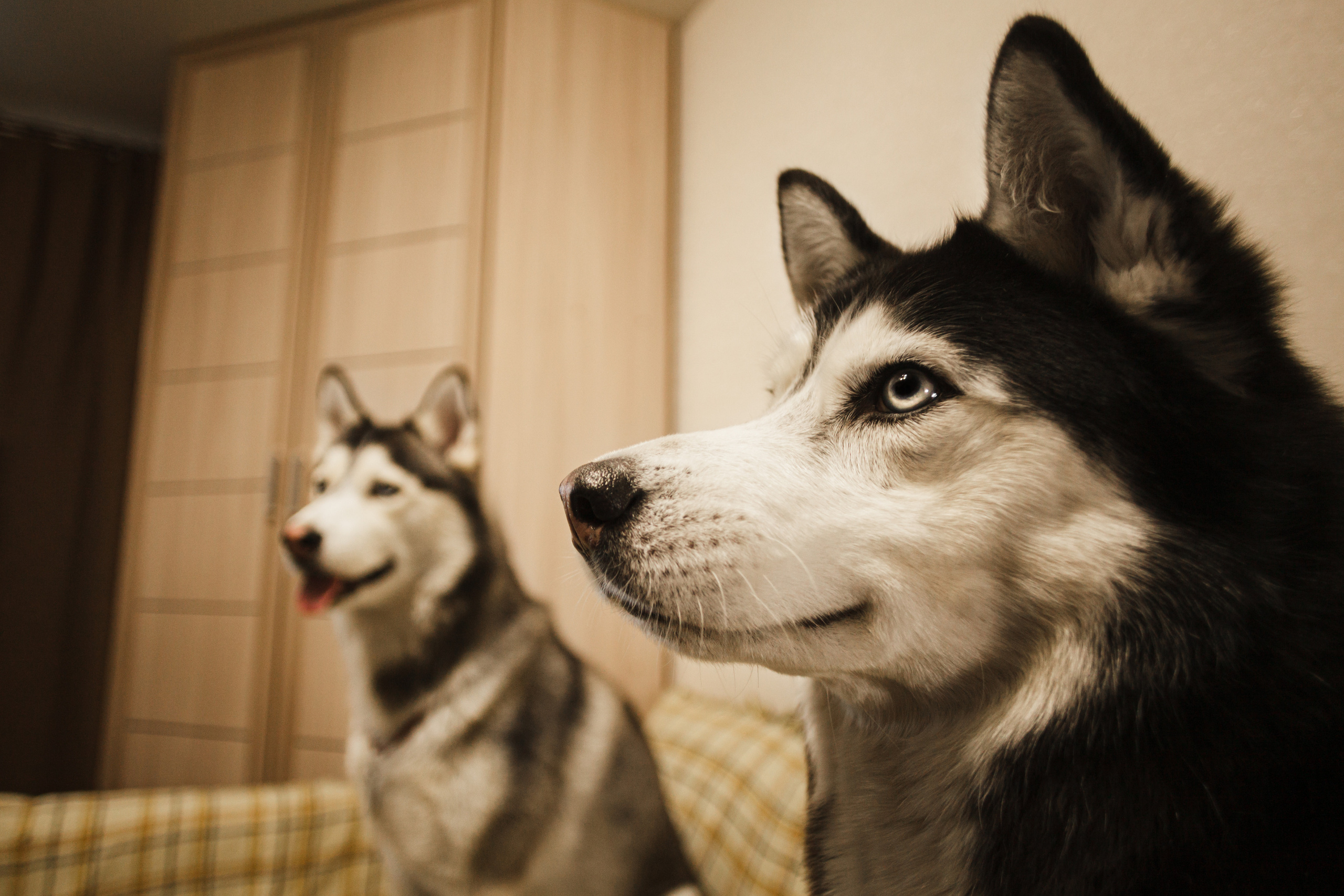 Киба и Аки. Фотограф-анималист Татьяна Степанова