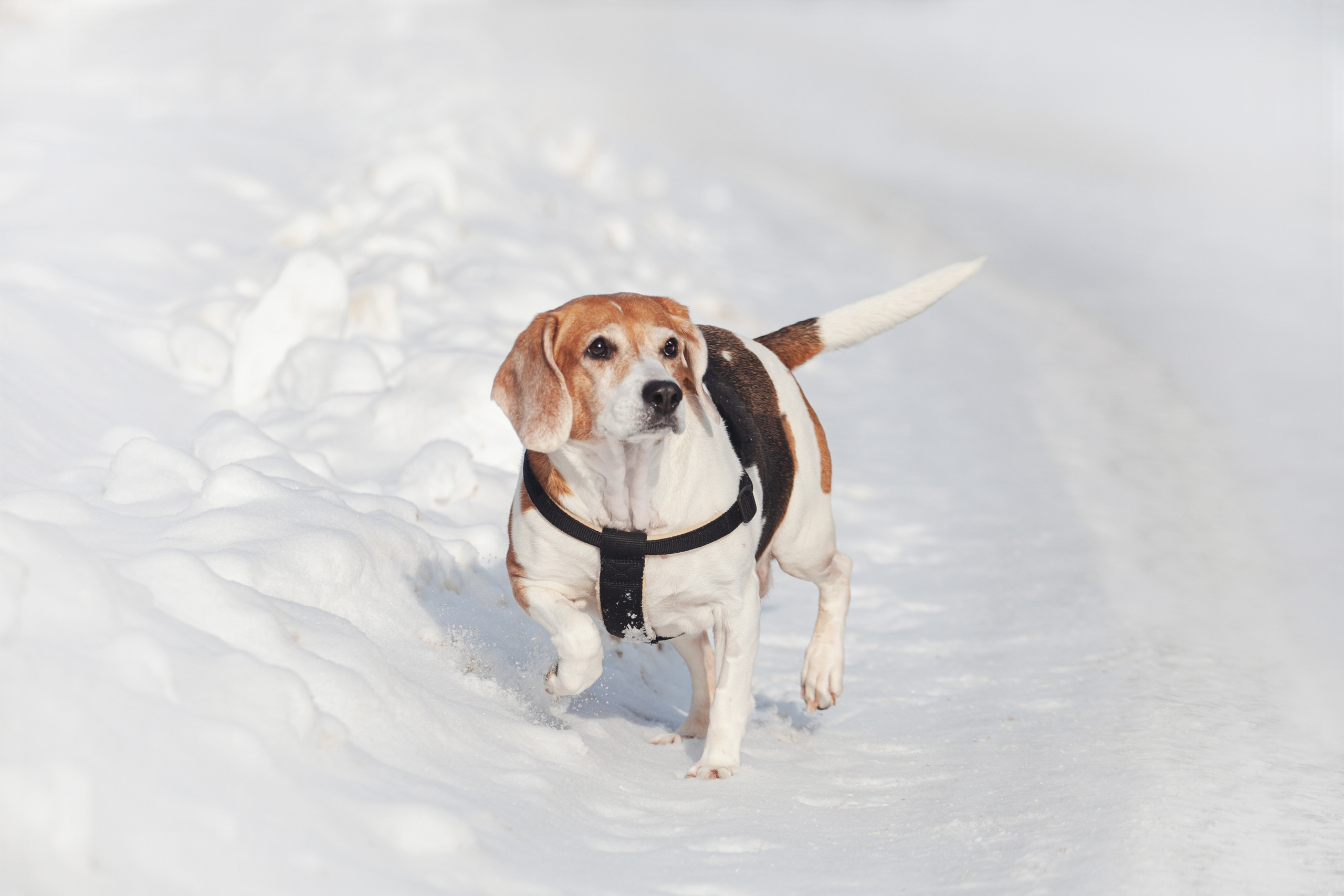 Группа помощи Дом для бигля 2023. Фотограф-анималист Татьяна Степанова