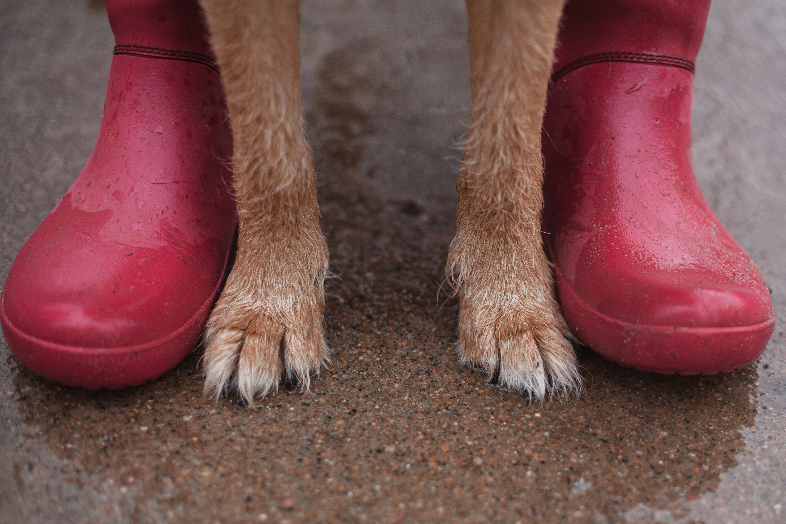 Лиза и Бренда. Фотограф-анималист Татьяна Степанова