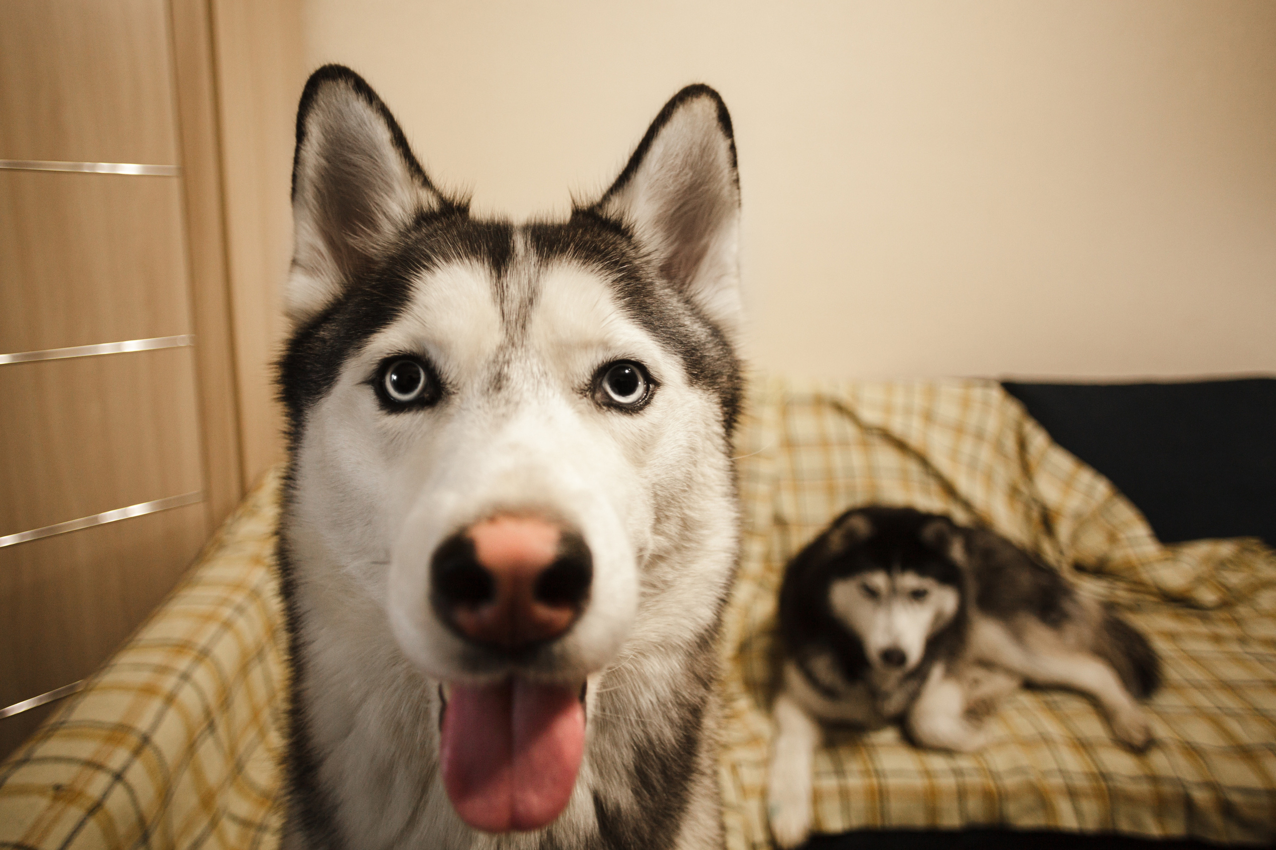 Киба и Аки. Фотограф-анималист Татьяна Степанова