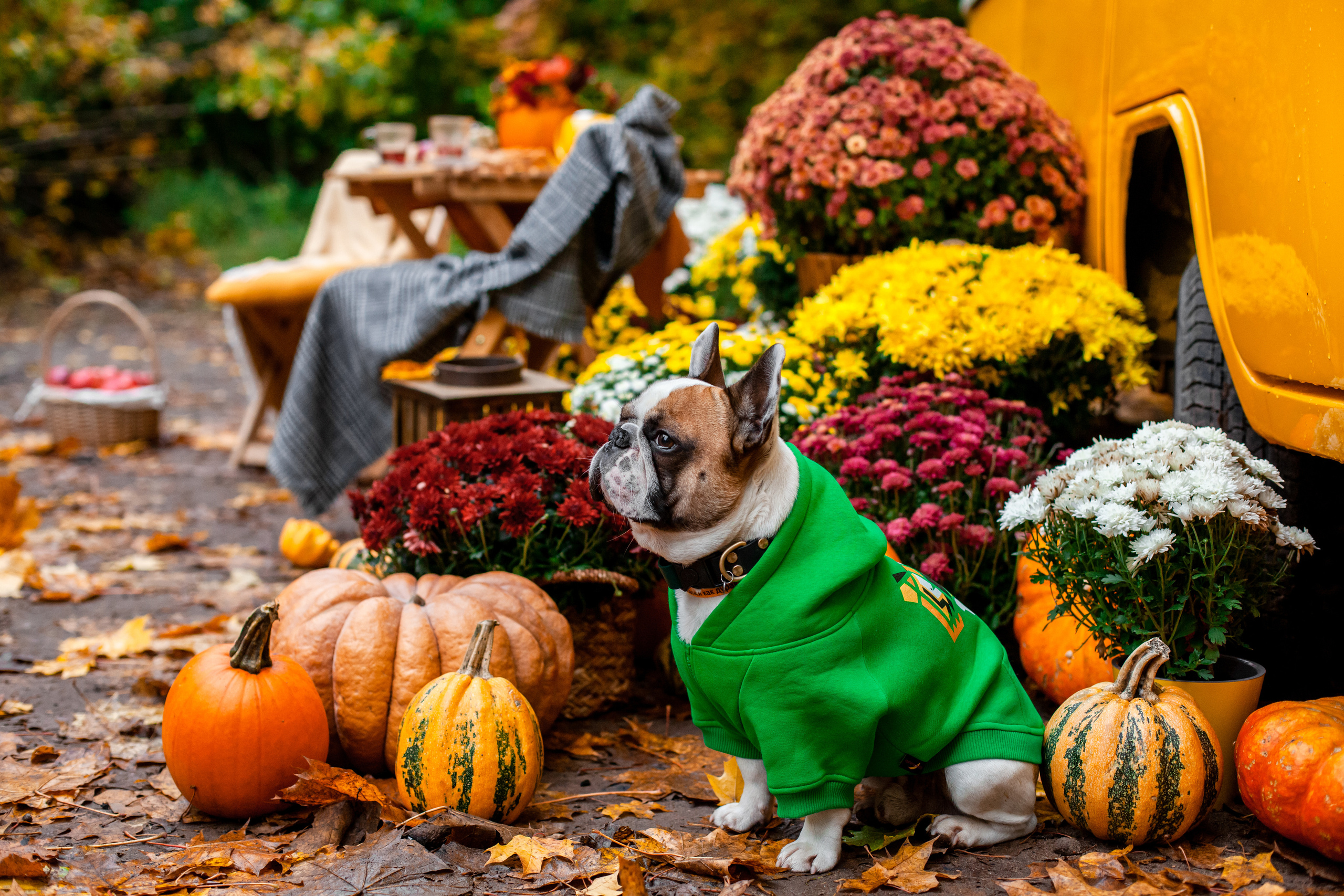 Съемка с ретро автобусом. Фотограф-анималист Татьяна Степанова