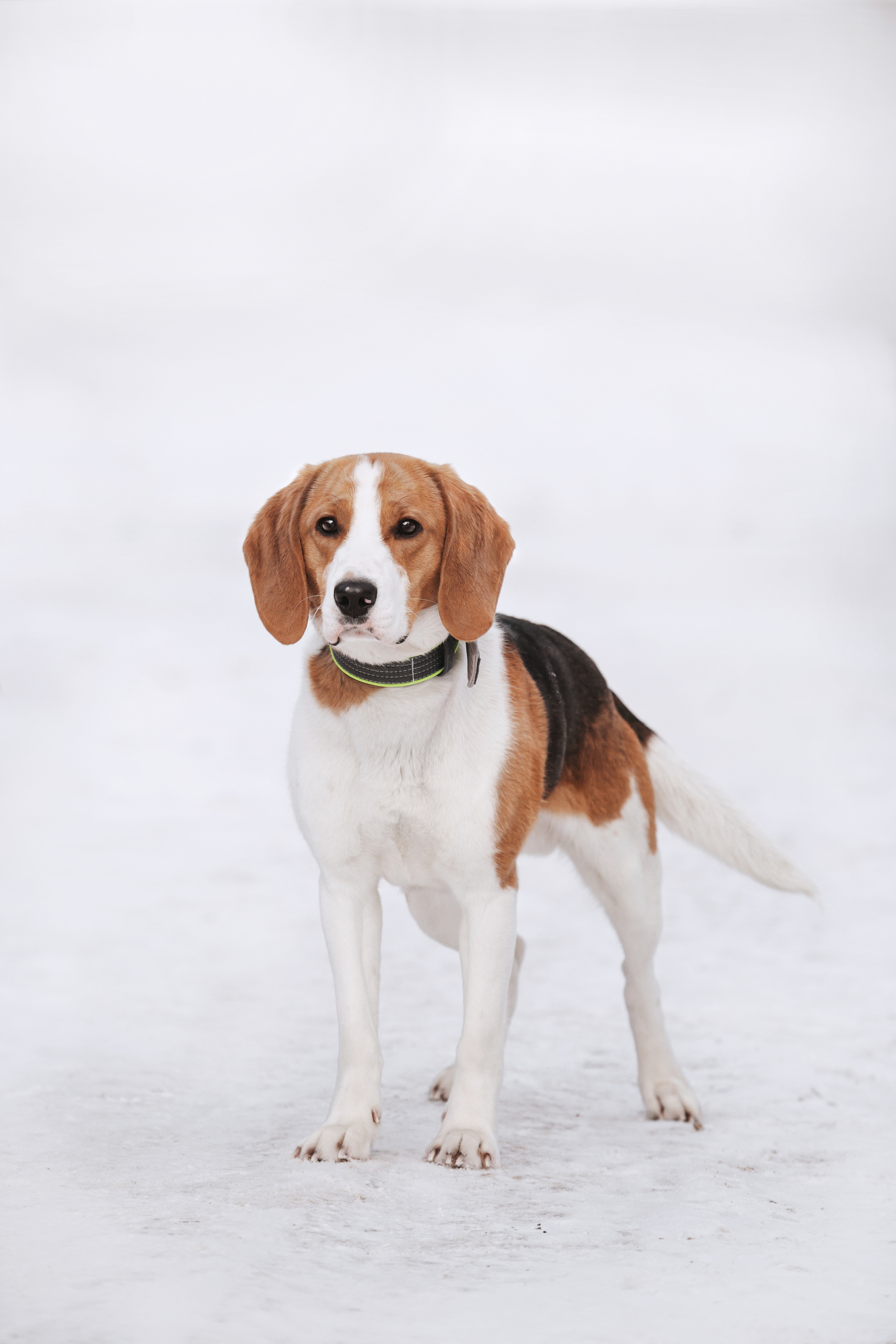 Группа помощи Дом для бигля 2023. Фотограф-анималист Татьяна Степанова