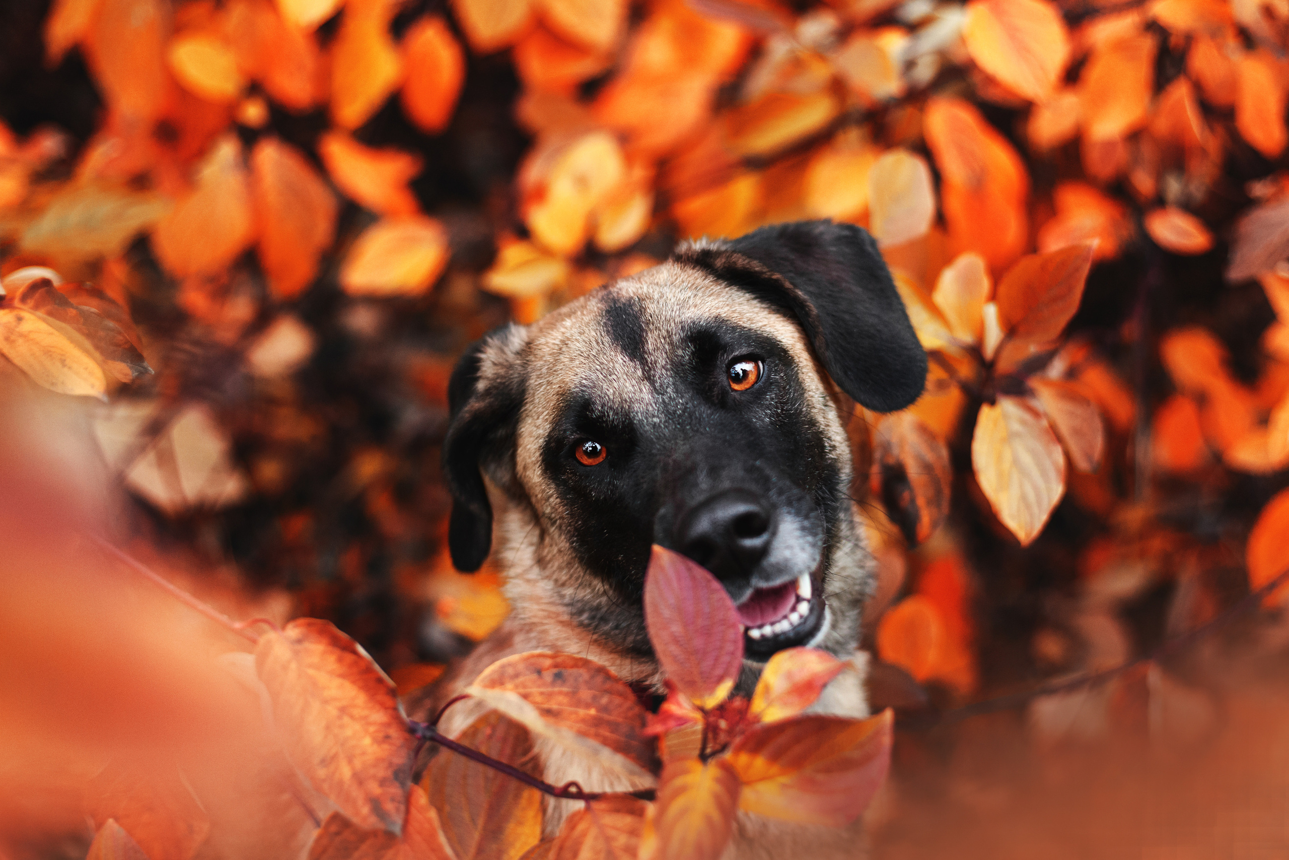 Фучик 2022. Фотограф-анималист Татьяна Степанова