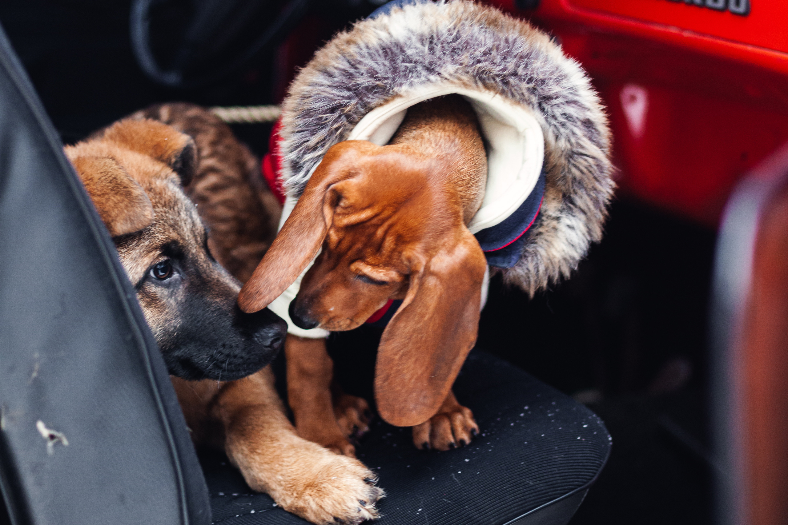 Новогодняя серия с ретромашиной. Фотограф-анималист Татьяна Степанова