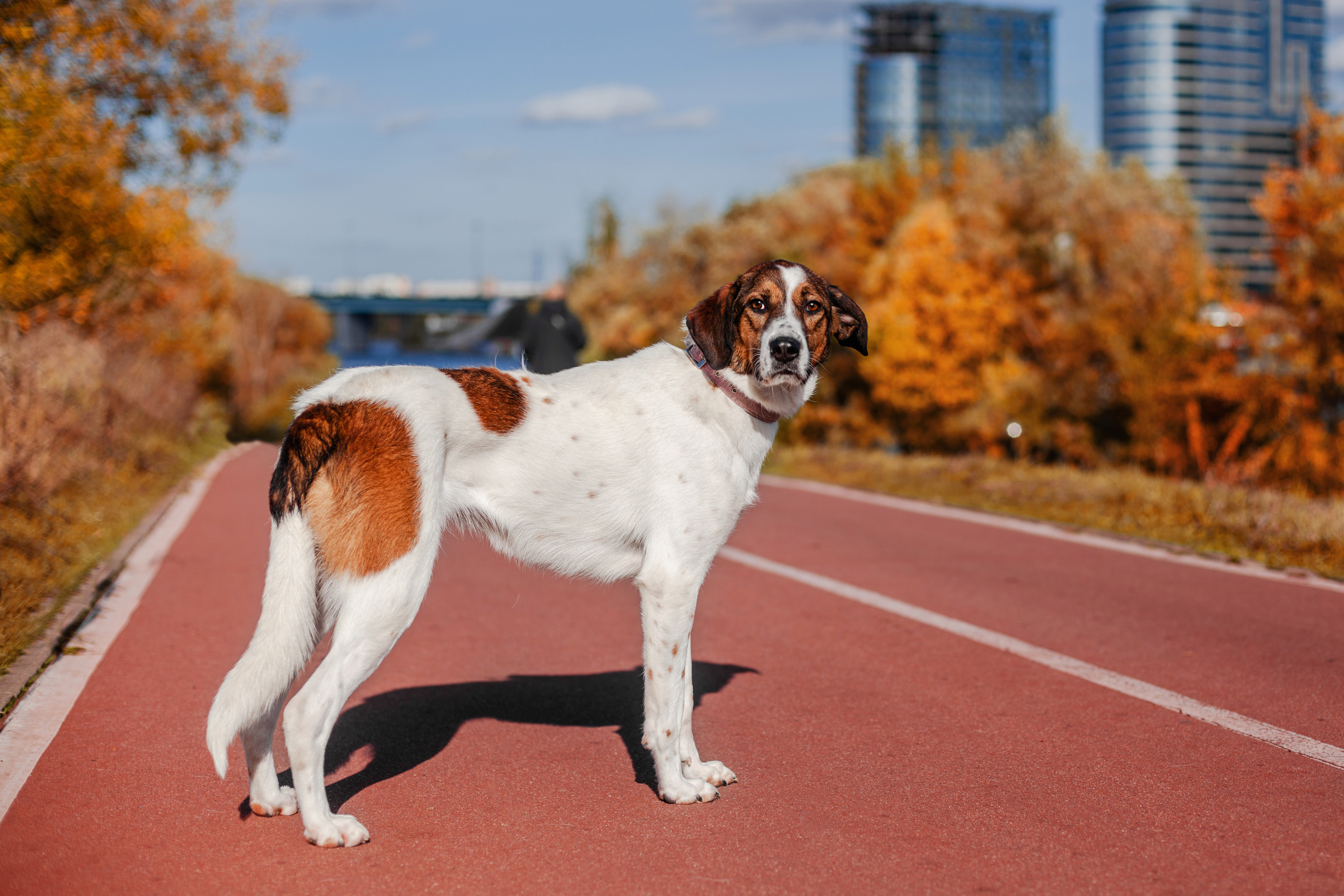 Барон и Лара 2022. Фотограф-анималист Татьяна Степанова