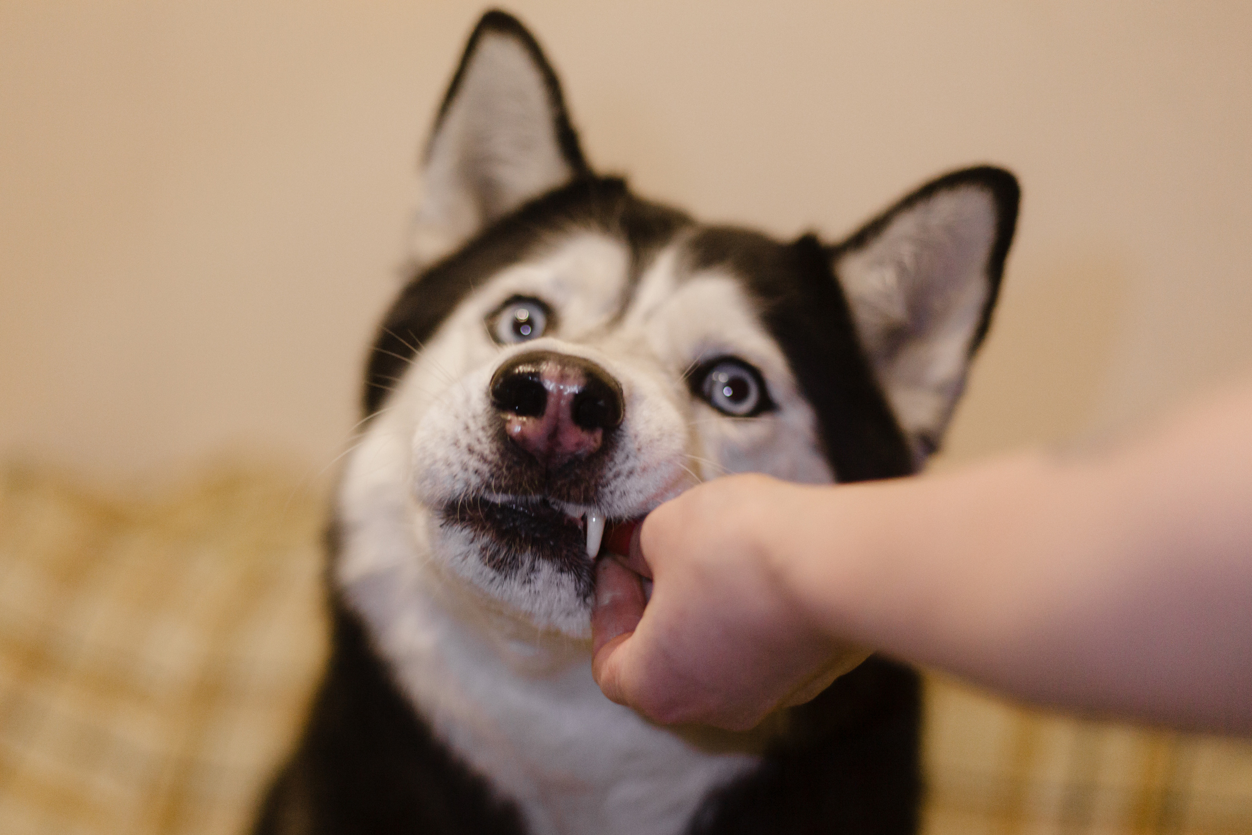 Киба и Аки. Фотограф-анималист Татьяна Степанова