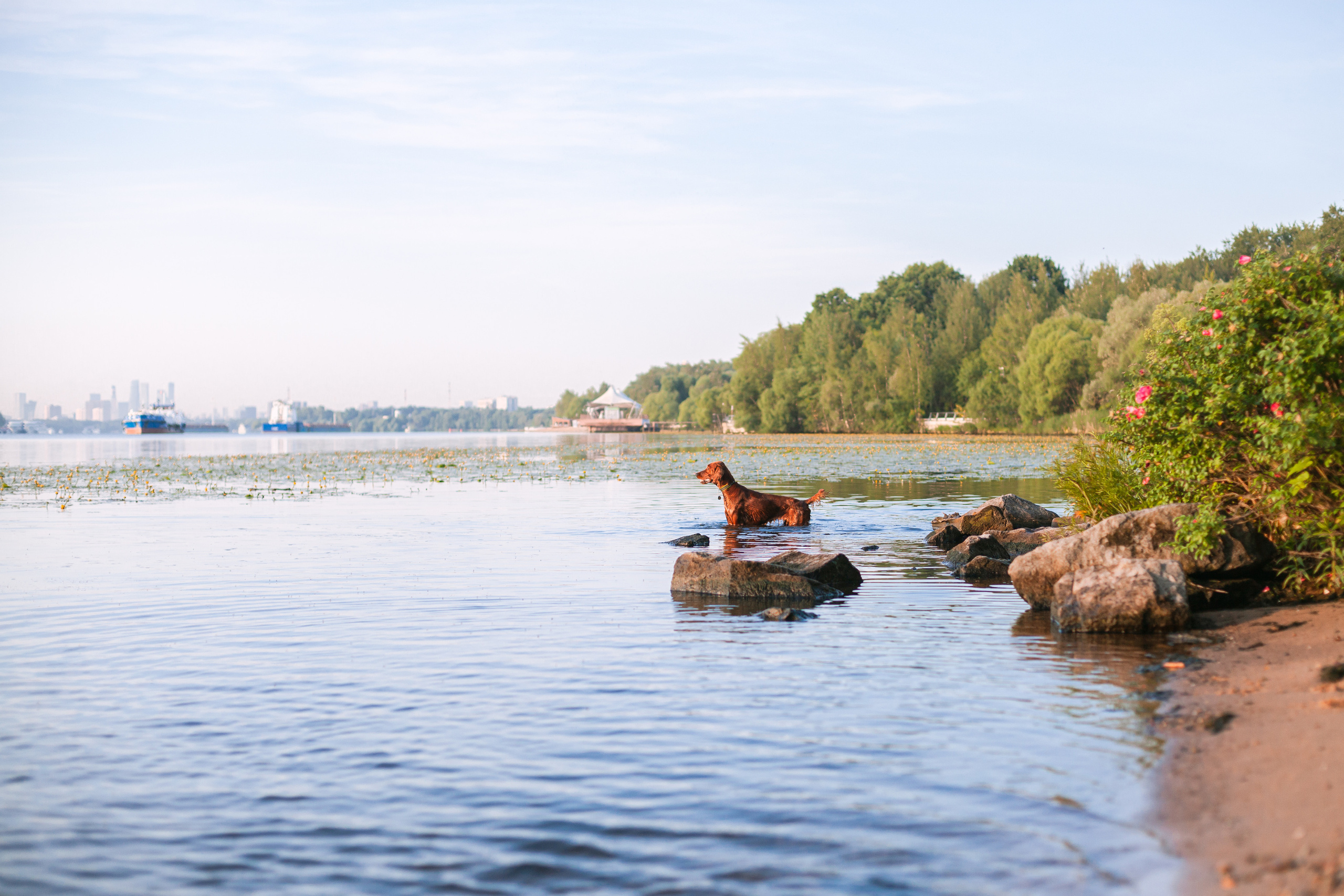 Рассветная съемка в ПКИО Северное Тушино. Фотограф-анималист Татьяна Степанова