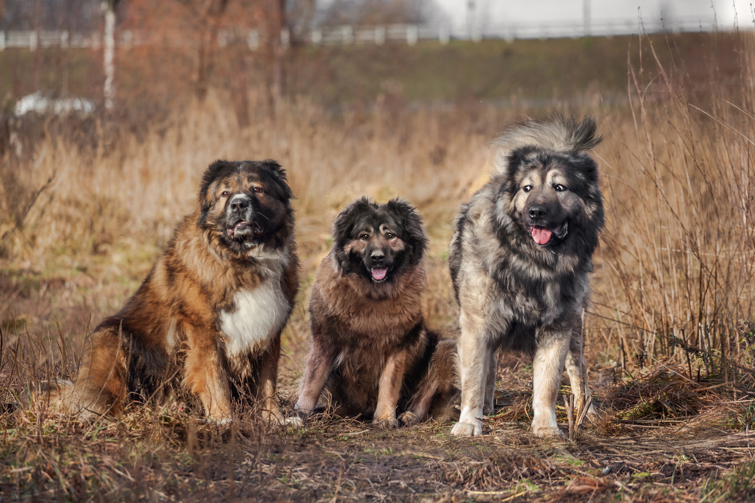 Фонд помощи кавказским овчаркам (Дудусик дог) 2022. Фотограф-анималист Татьяна Степанова