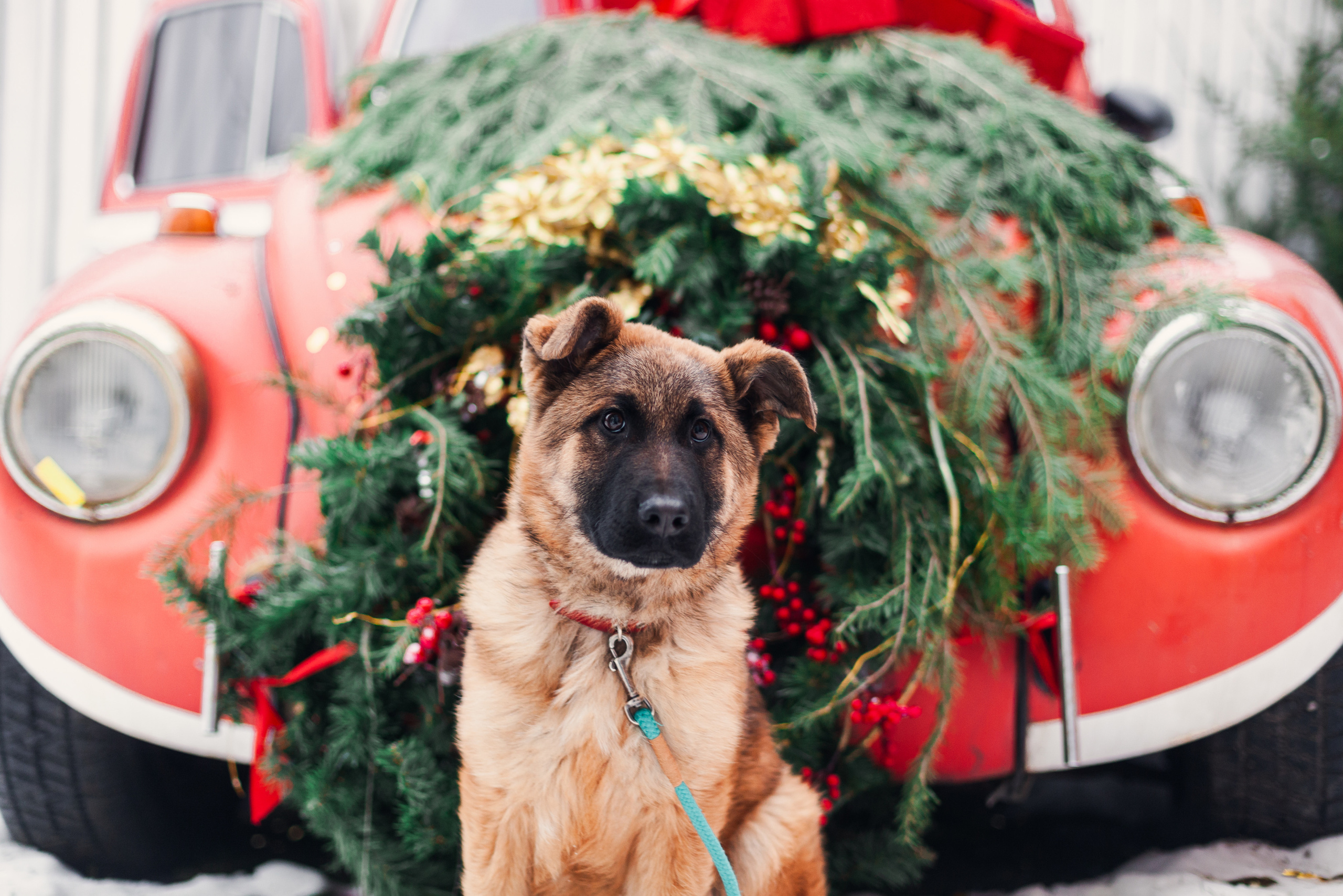Новогодняя серия с ретромашиной. Фотограф-анималист Татьяна Степанова