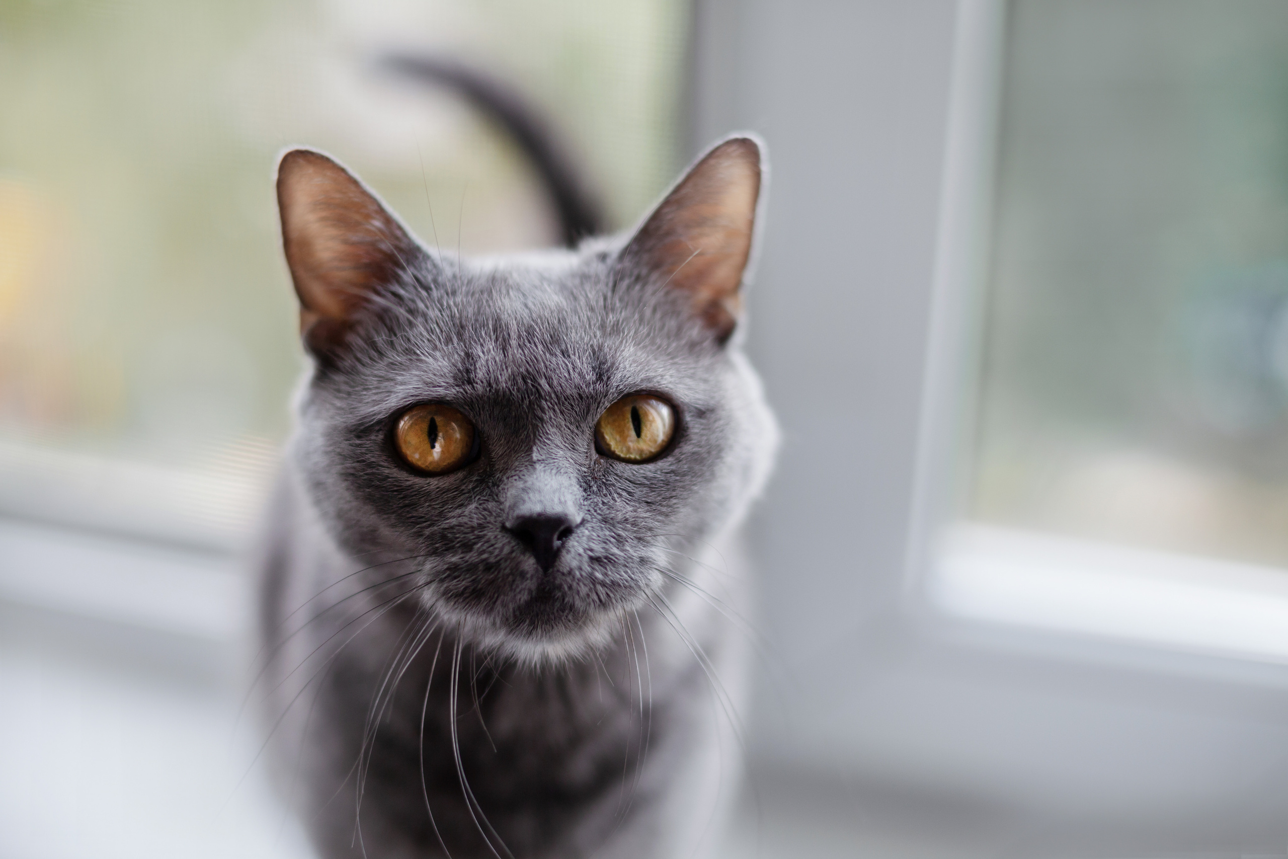 Кристи 2022. Фотограф-анималист Татьяна Степанова