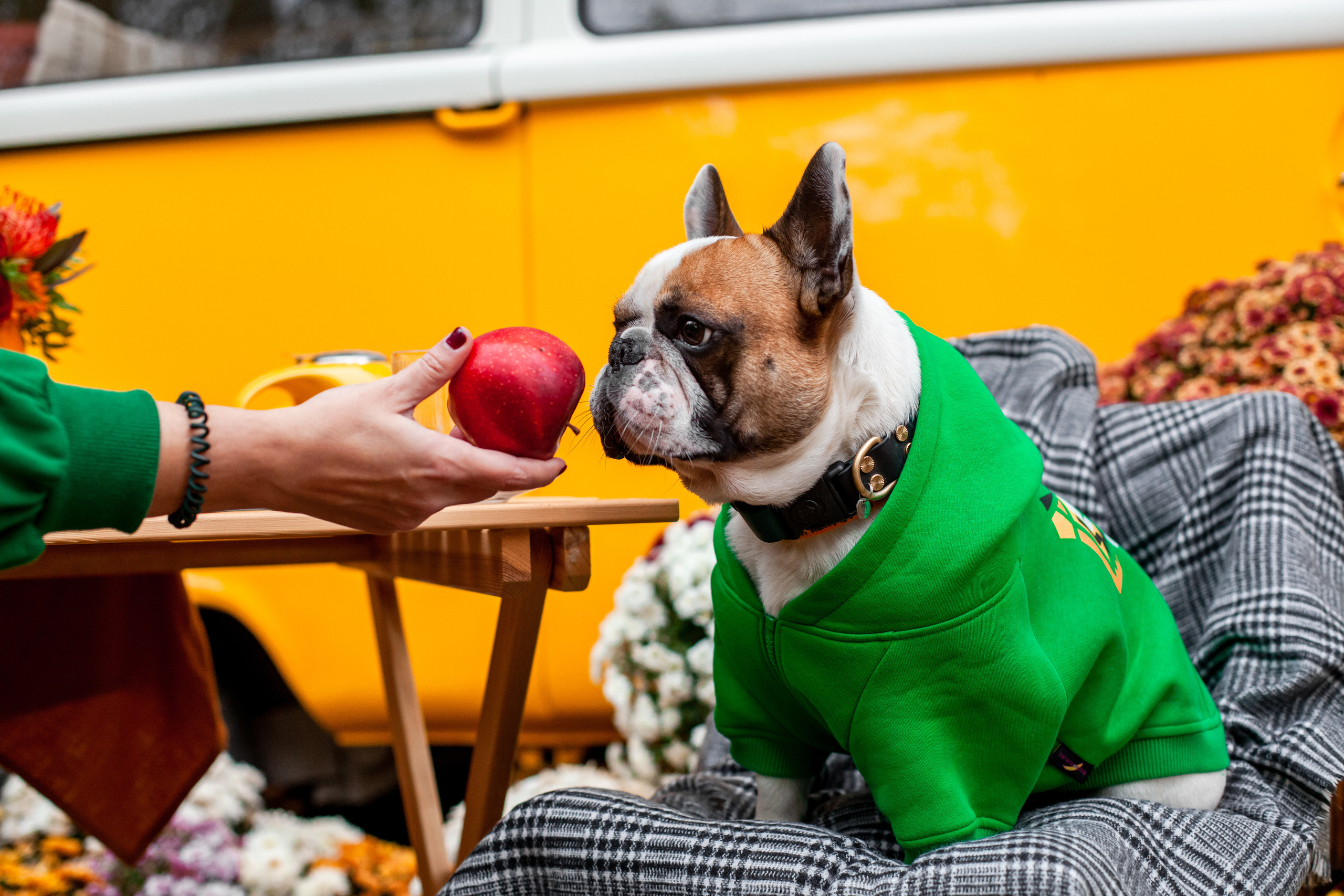 Съемка с ретро автобусом. Фотограф-анималист Татьяна Степанова