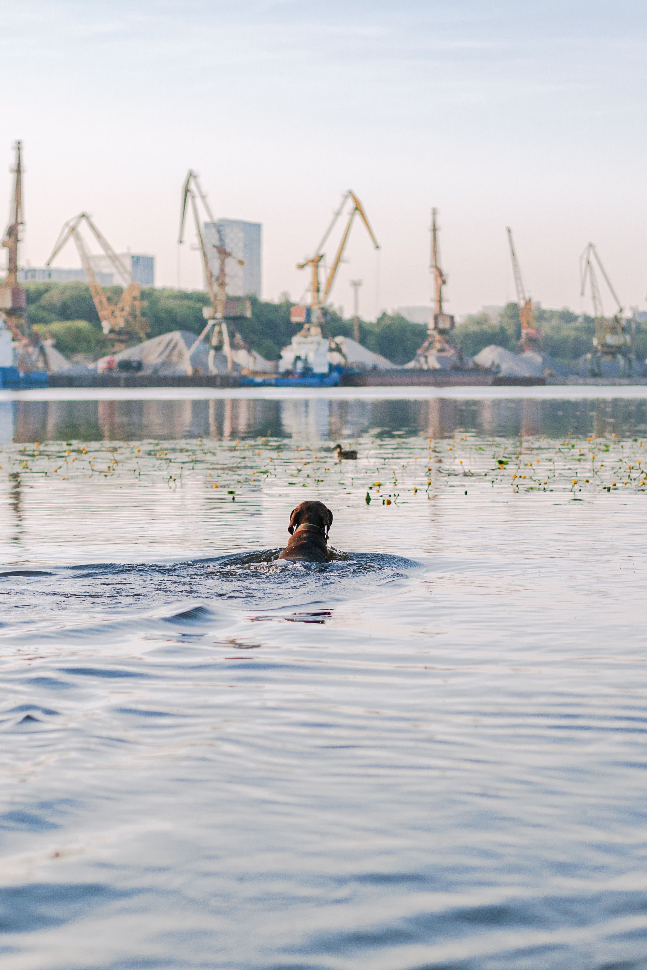Рассветная съемка в ПКИО Северное Тушино. Фотограф-анималист Татьяна Степанова