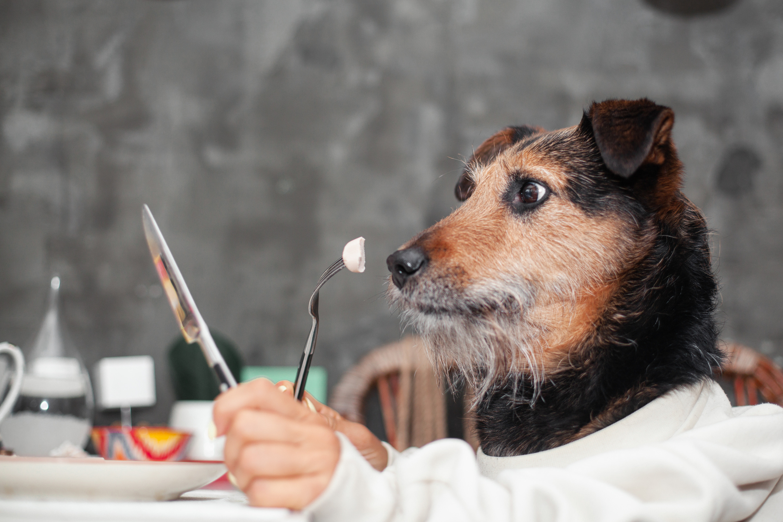 Лиза и Бренда. Фотограф-анималист Татьяна Степанова