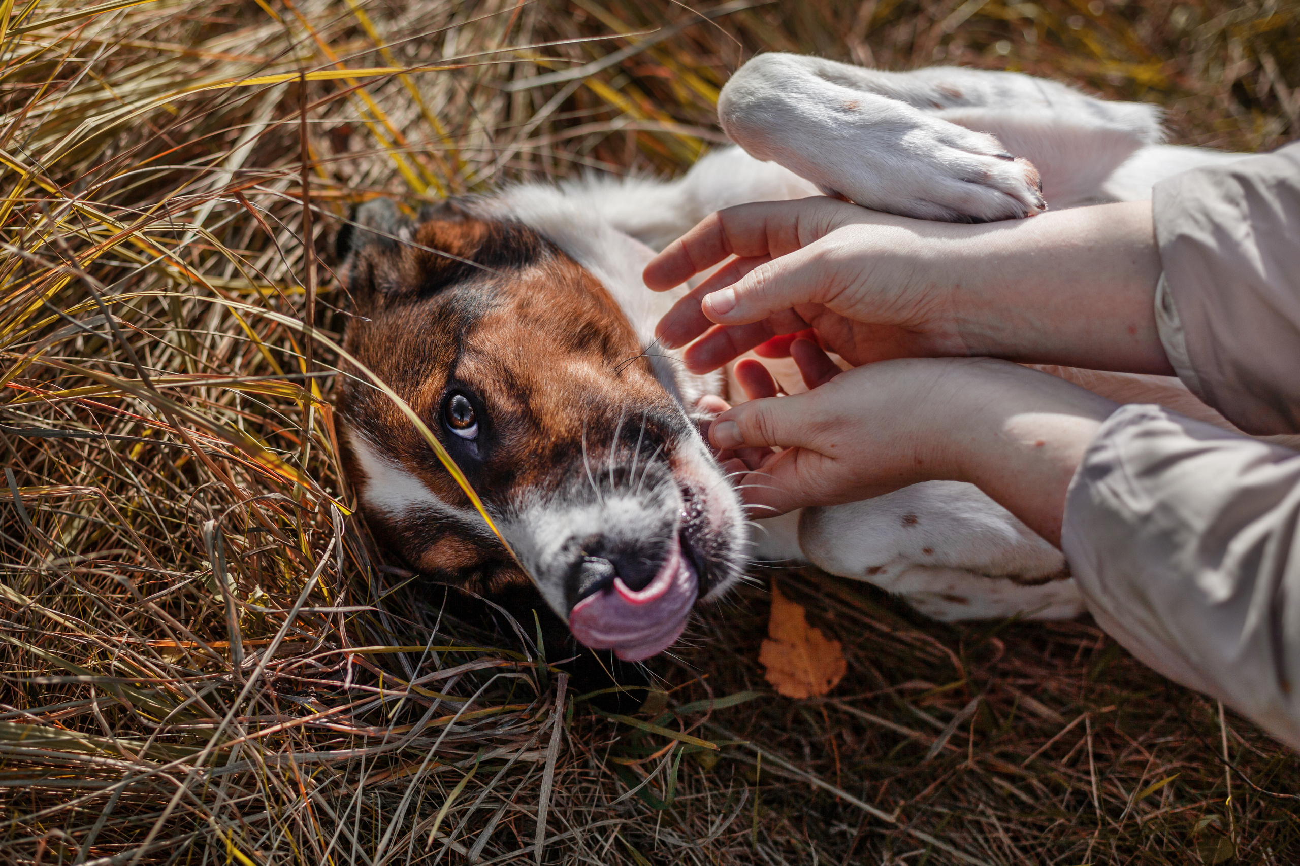 Барон и Лара 2022. Фотограф-анималист Татьяна Степанова