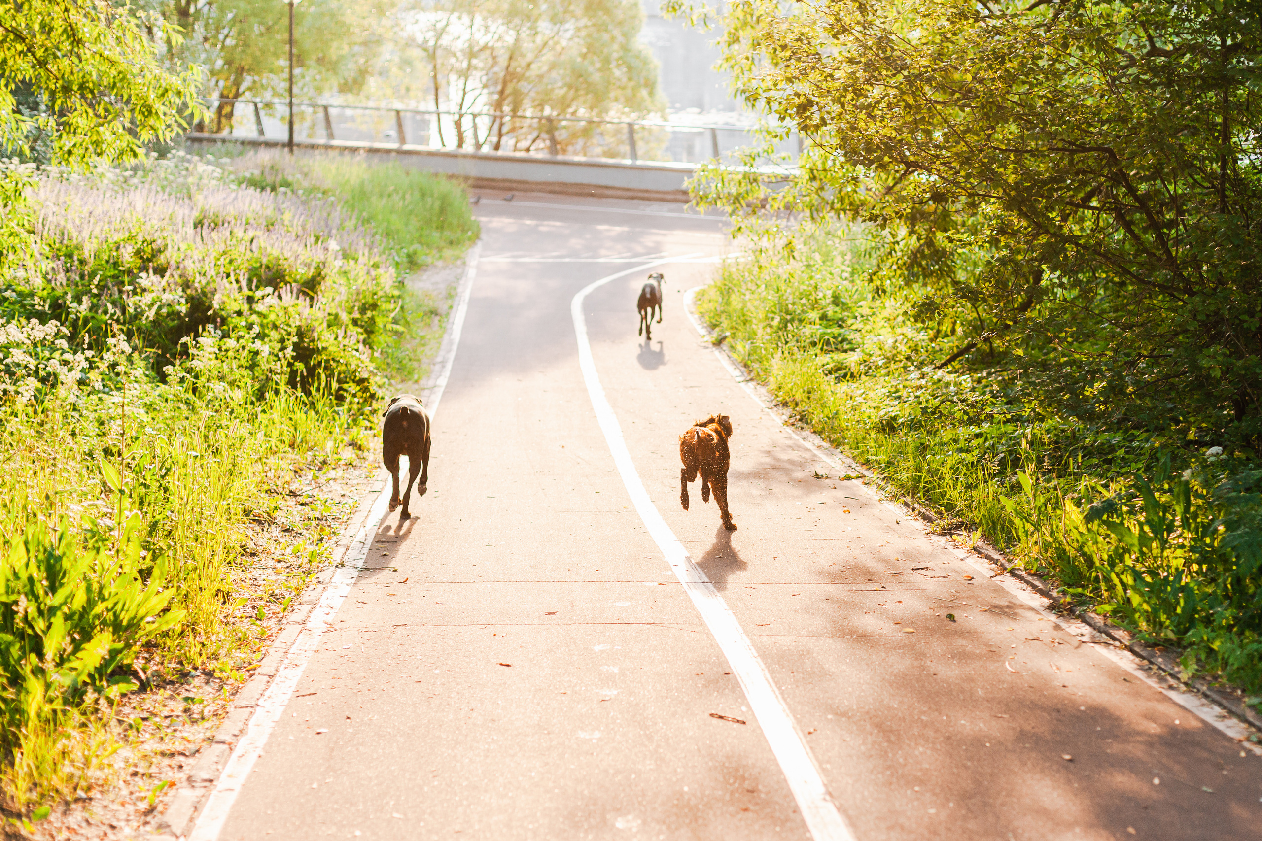 Рассветная съемка в ПКИО Северное Тушино. Фотограф-анималист Татьяна Степанова