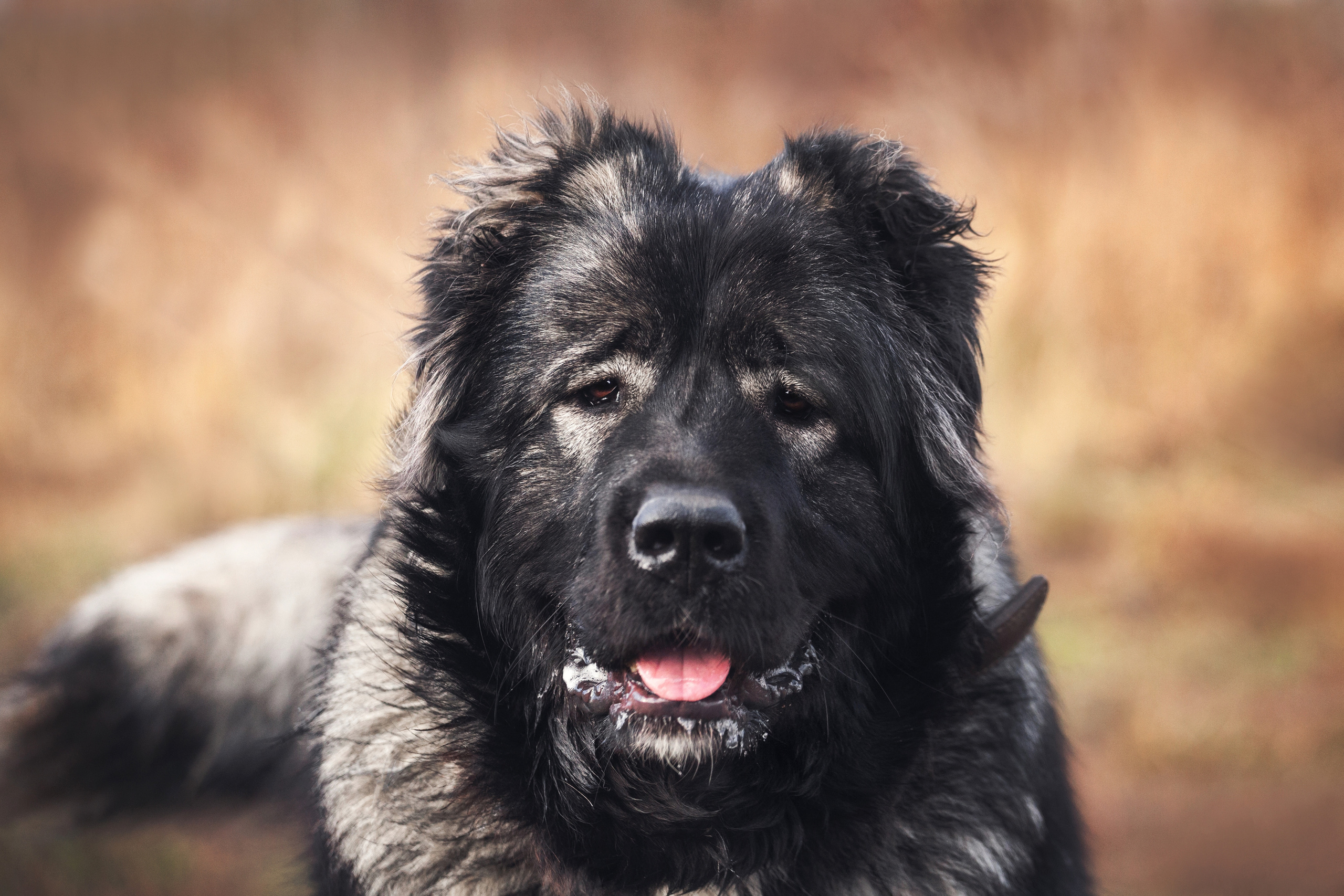 Фонд помощи кавказским овчаркам (Дудусик дог) 2022. Фотограф-анималист Татьяна Степанова