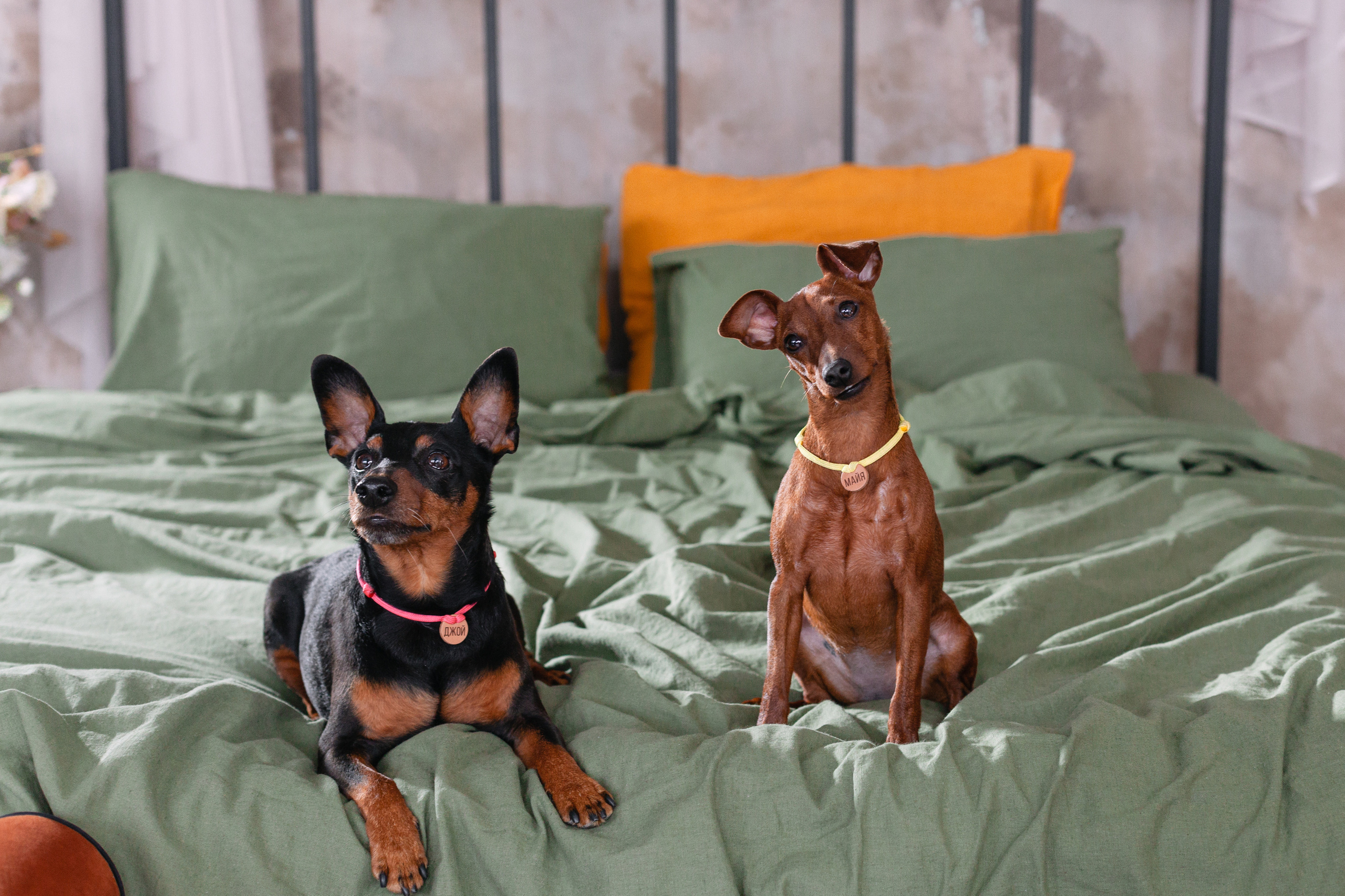 Александра и пинчеры Майя и Джой. Фотограф-анималист Татьяна Степанова
