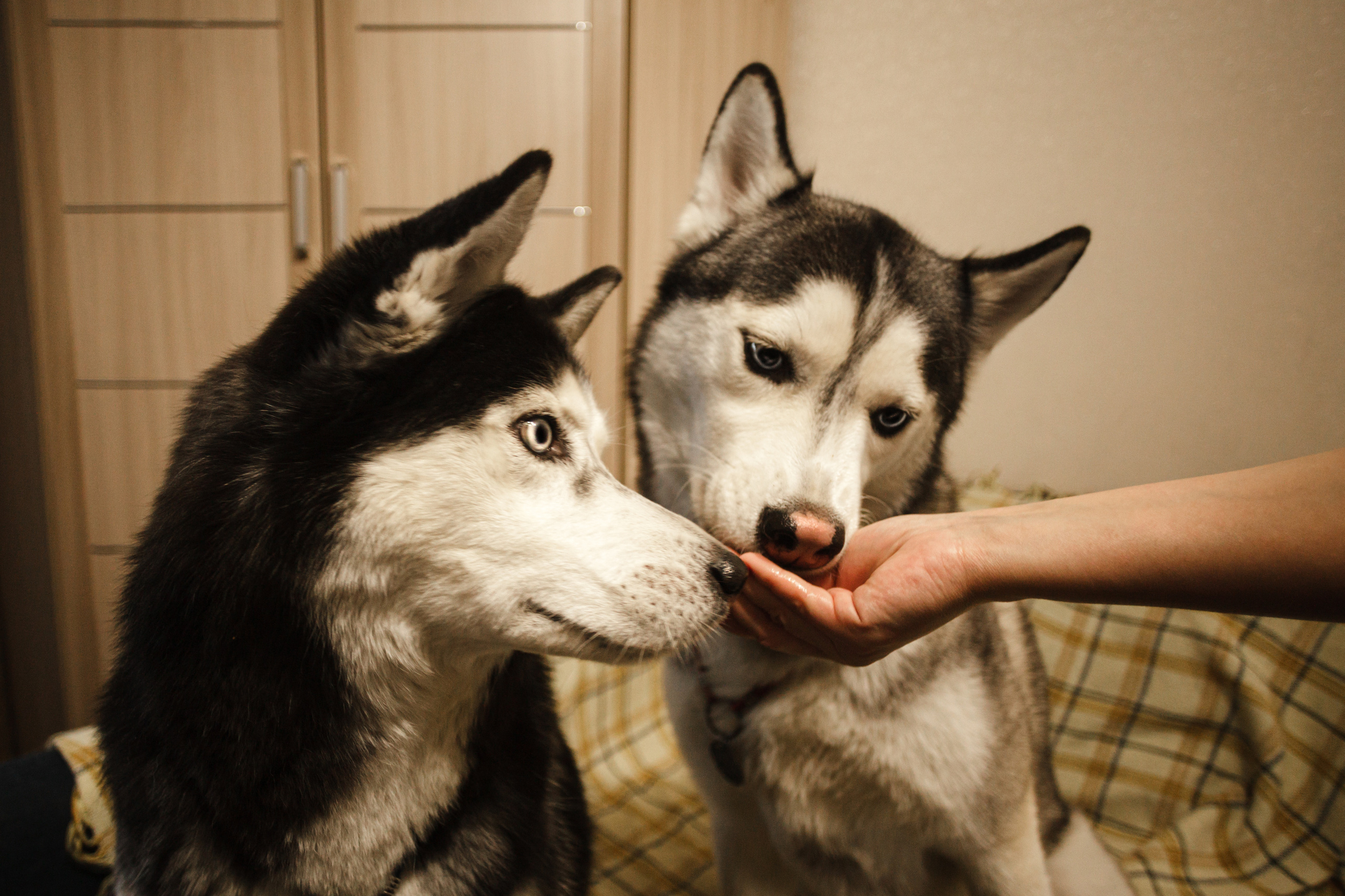 Киба и Аки. Фотограф-анималист Татьяна Степанова