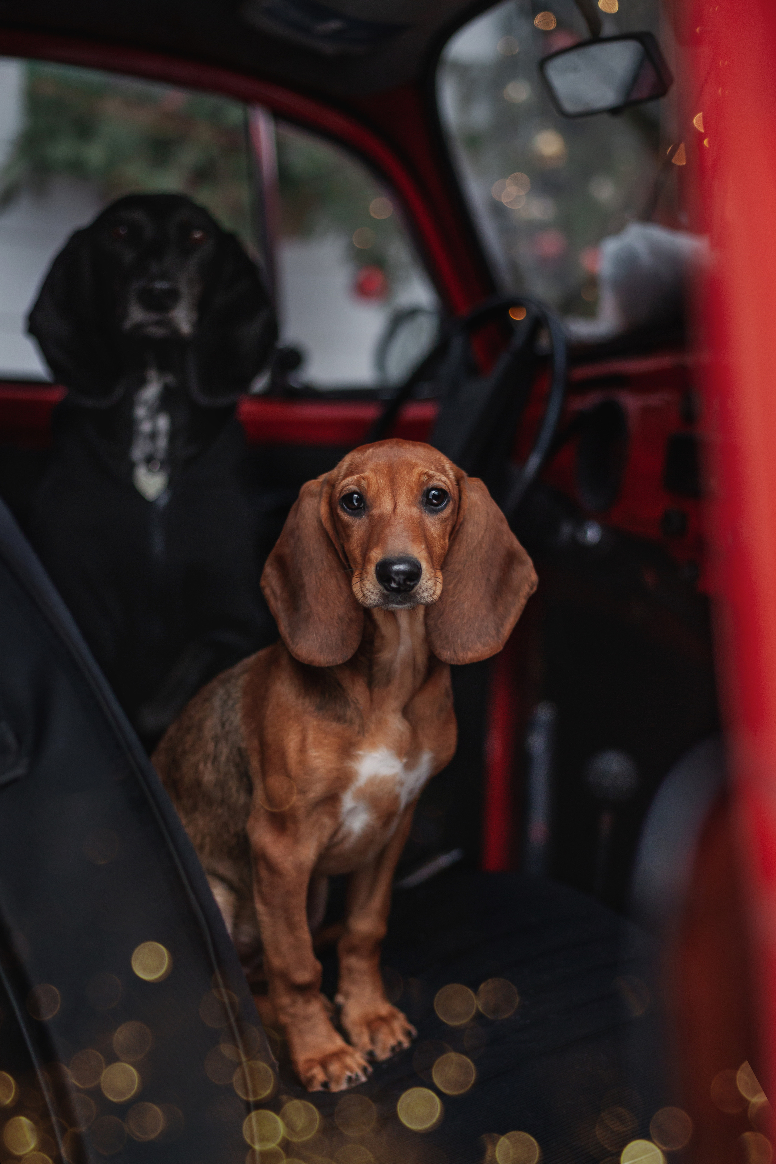 Новогодняя серия с ретромашиной. Фотограф-анималист Татьяна Степанова