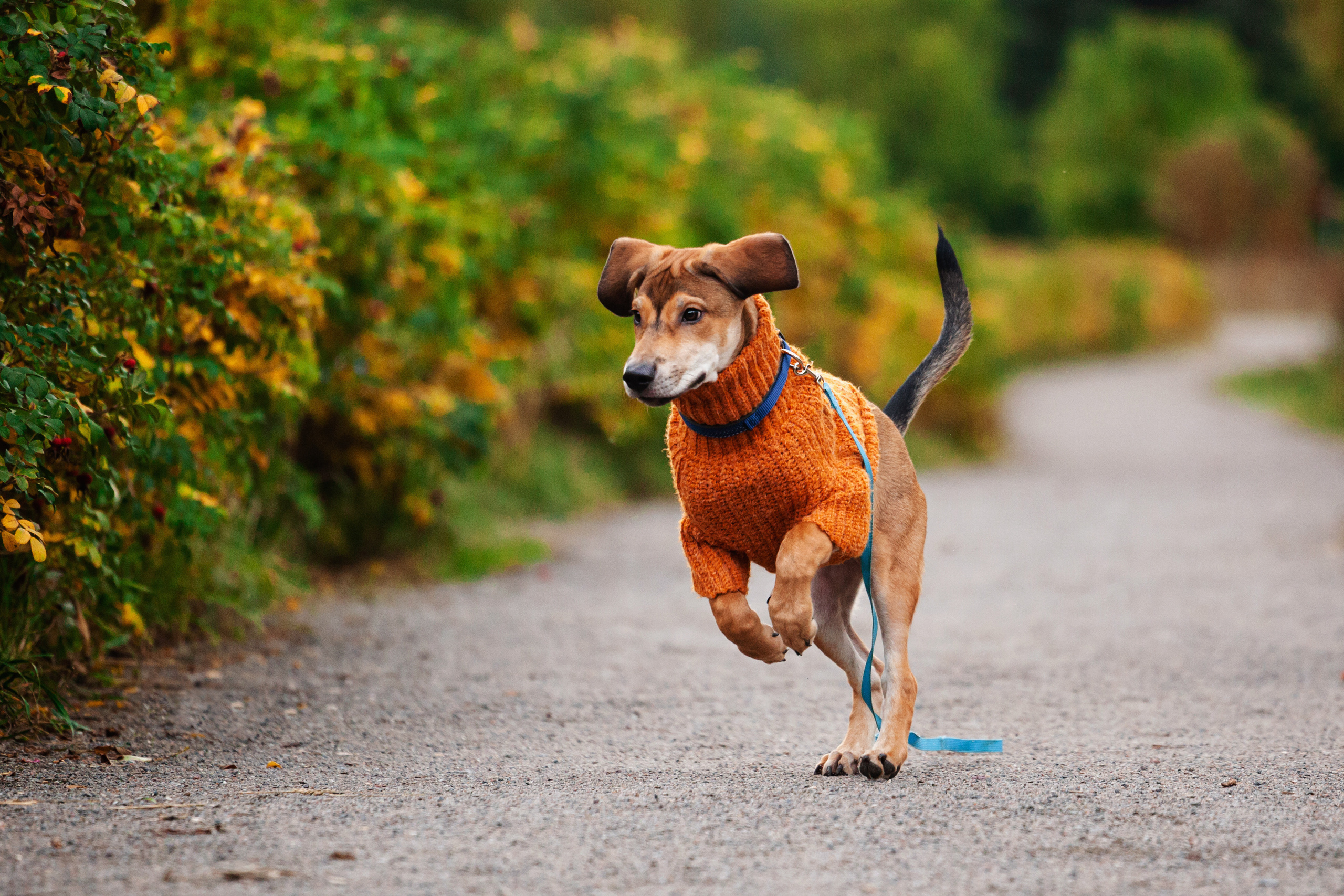 Лукас и Бусинка 2022. Фотограф-анималист Татьяна Степанова