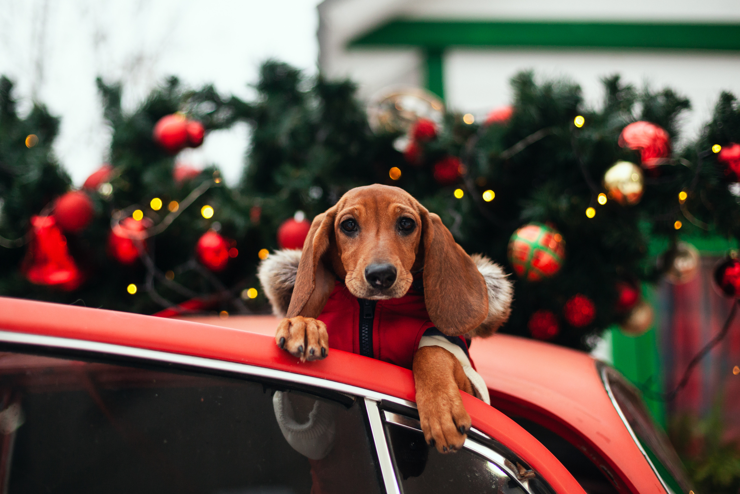 Новогодняя серия с ретромашиной. Фотограф-анималист Татьяна Степанова