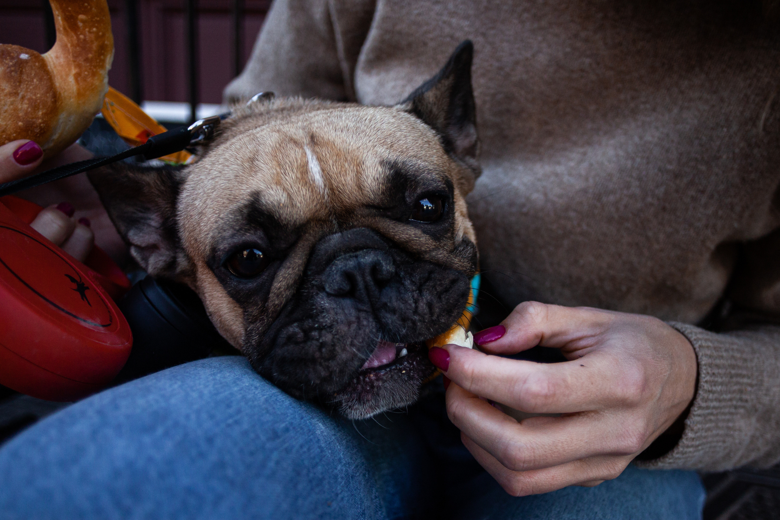 Коломна, стога и подсолнухи. Фотограф-анималист Татьяна Степанова