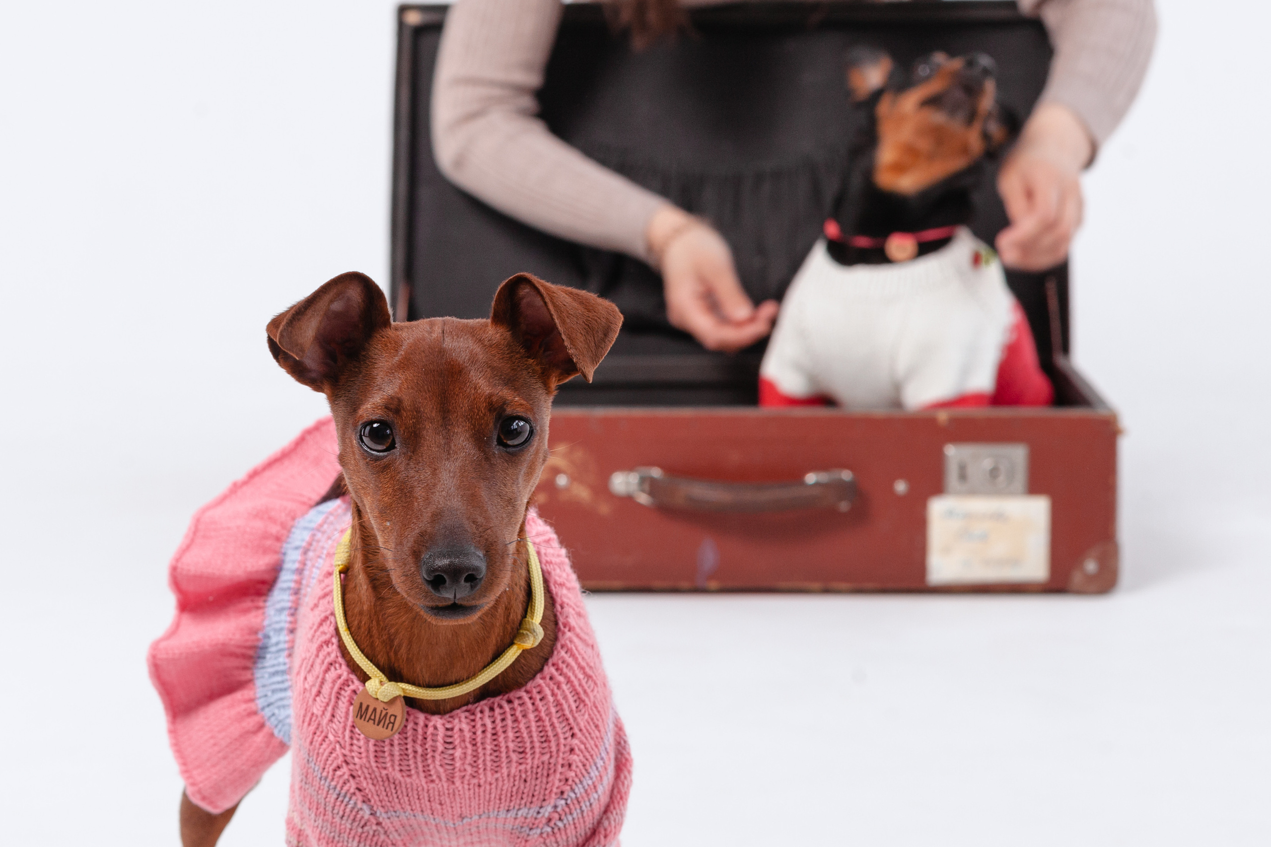 Александра и пинчеры Майя и Джой. Фотограф-анималист Татьяна Степанова