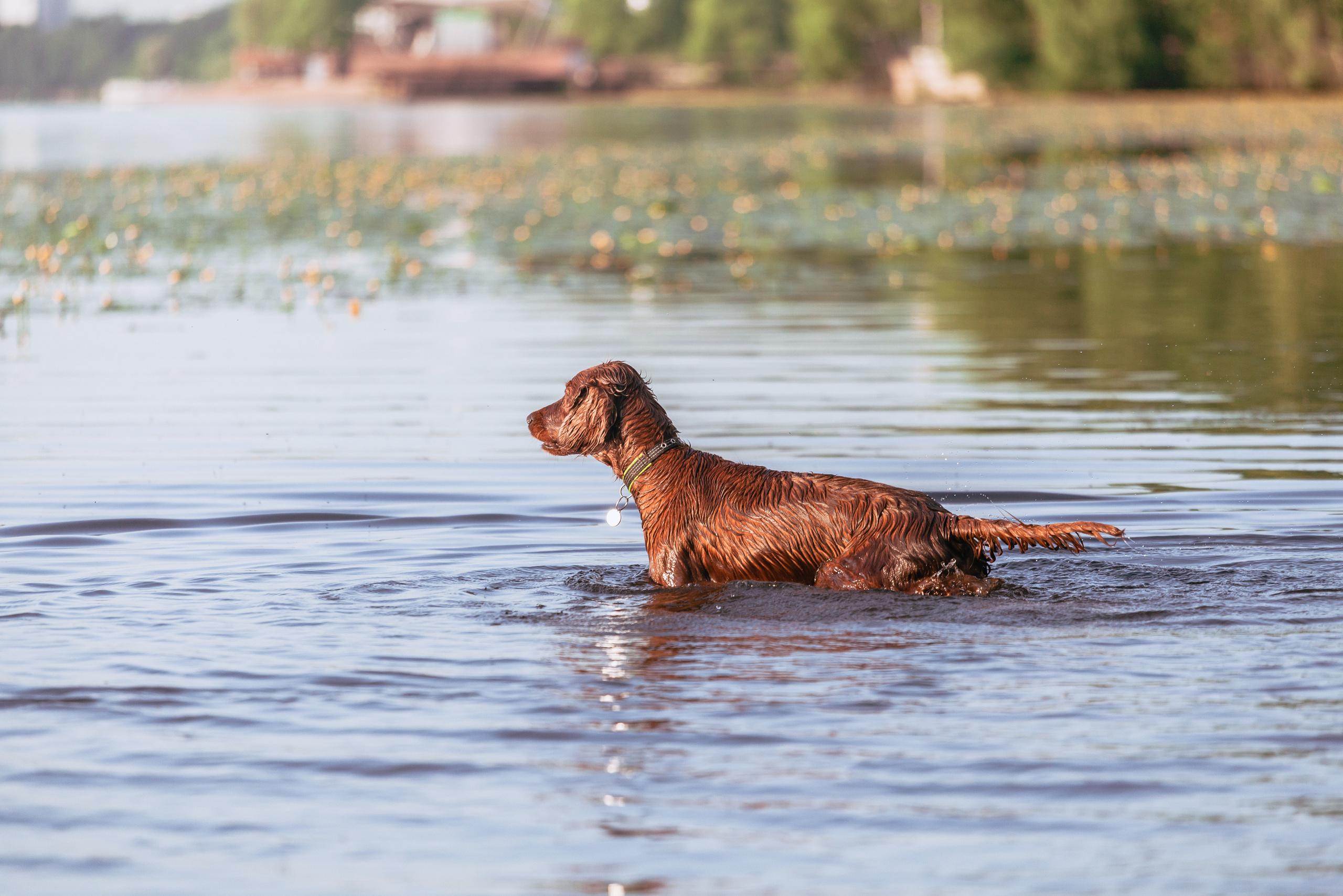 Рассветная съемка в ПКИО Северное Тушино. Фотограф-анималист Татьяна Степанова