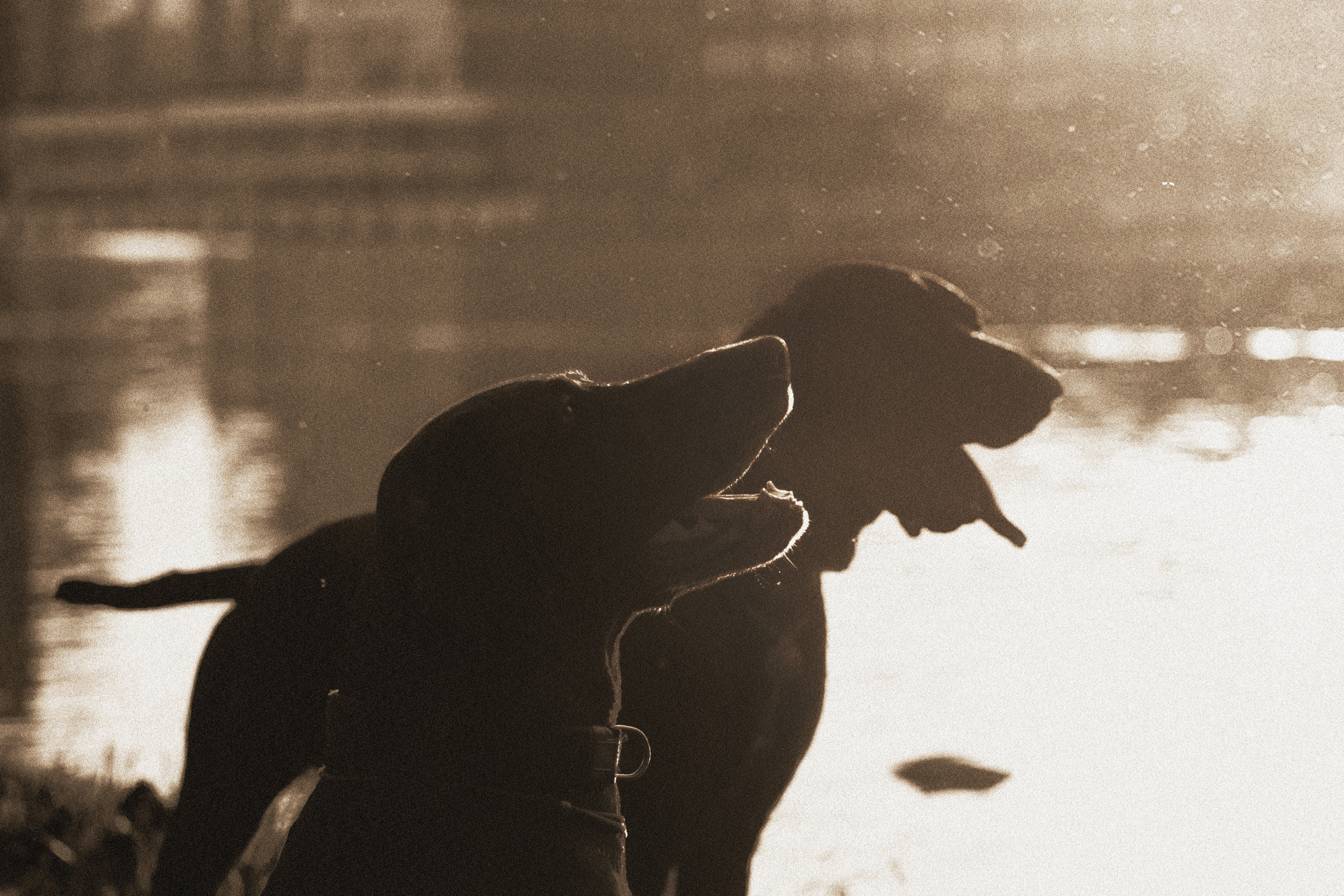 Рассветная съемка в ПКИО Северное Тушино. Фотограф-анималист Татьяна Степанова