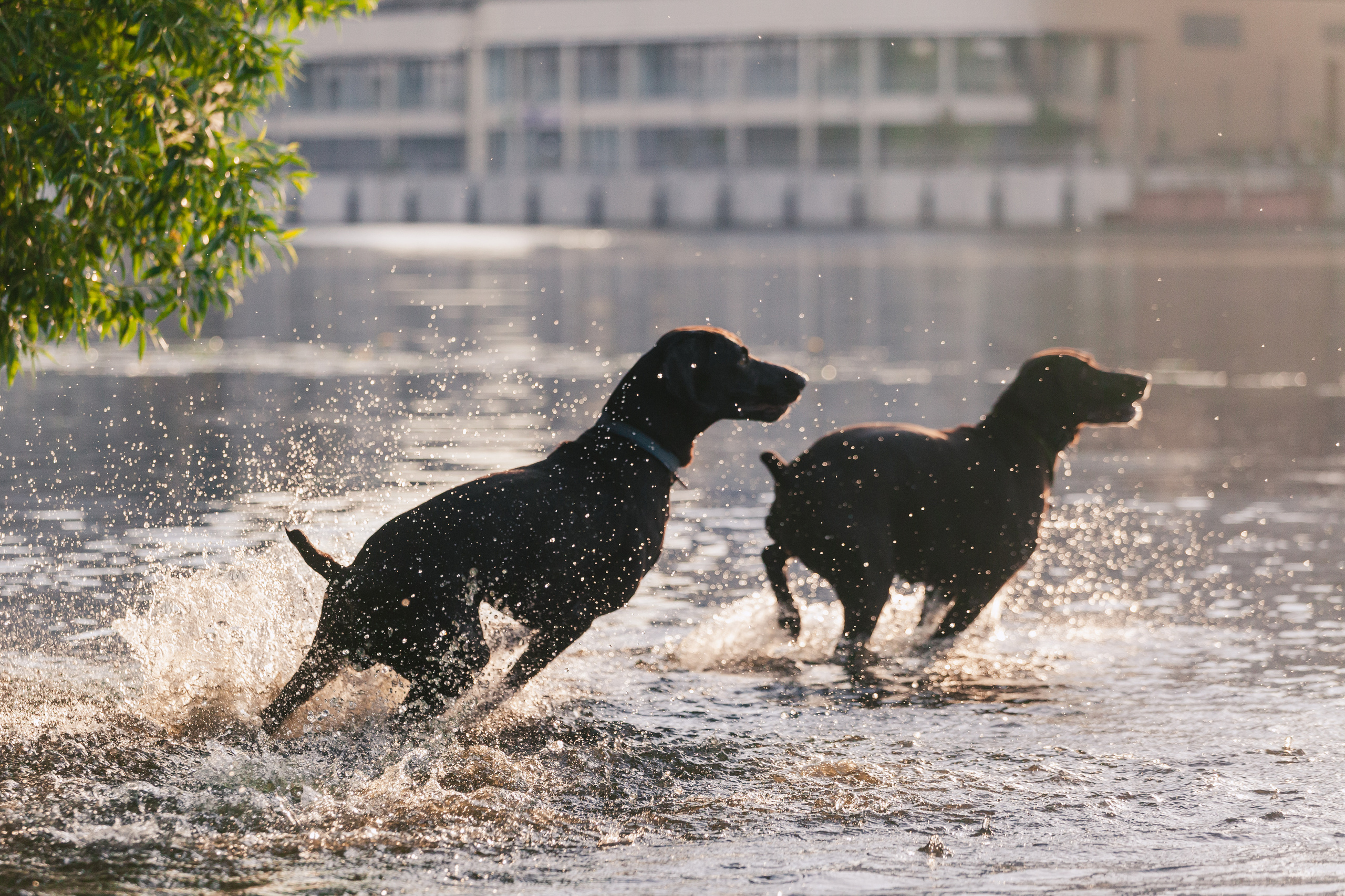 Рассветная съемка в ПКИО Северное Тушино. Фотограф-анималист Татьяна Степанова