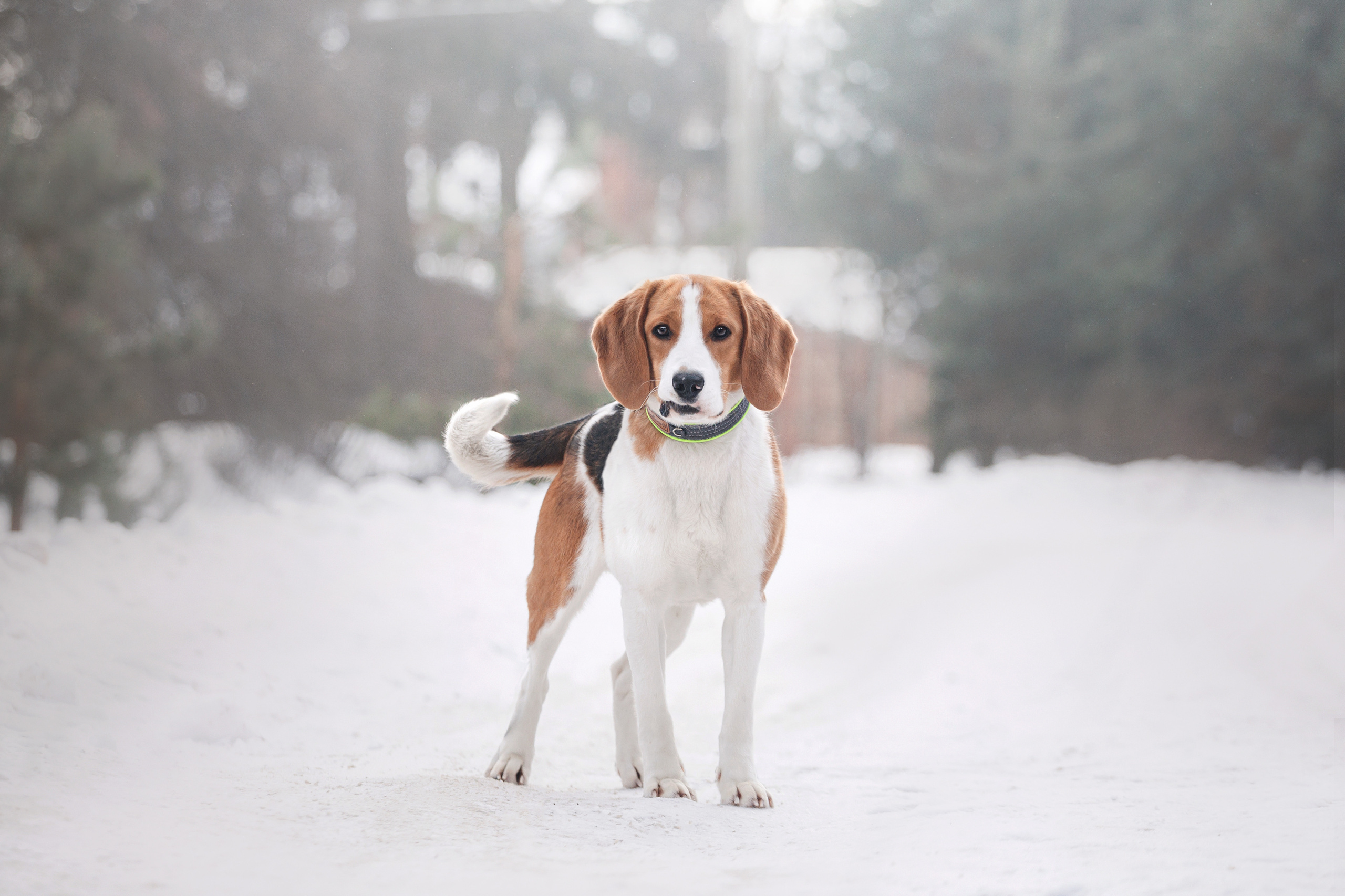 Группа помощи Дом для бигля 2023. Фотограф-анималист Татьяна Степанова