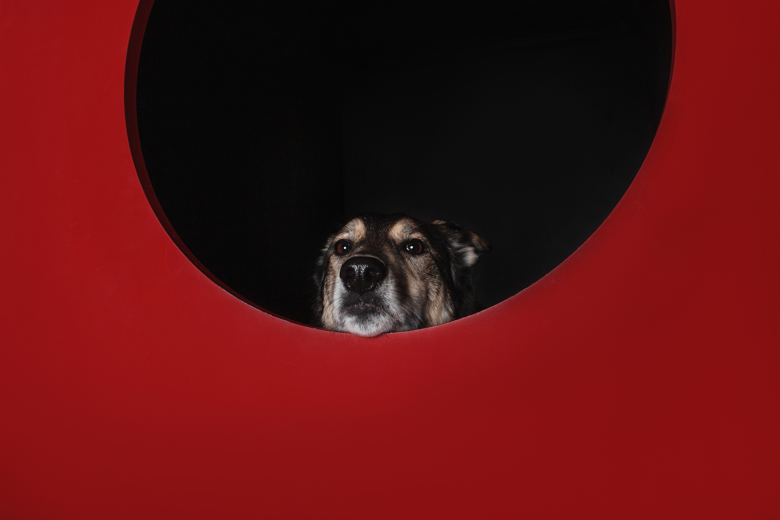 Света и Богдана. Фотограф-анималист Татьяна Степанова