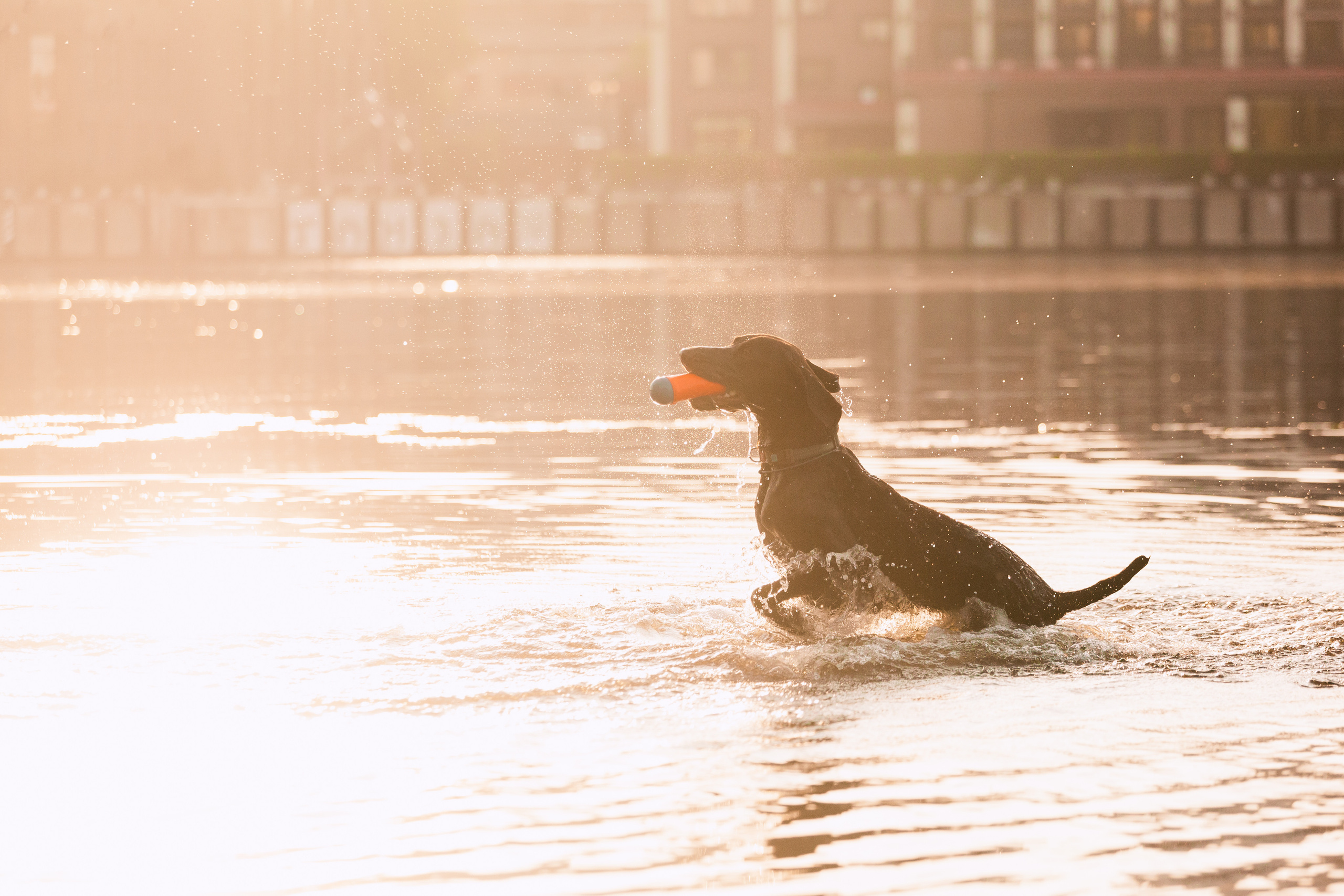 Рассветная съемка в ПКИО Северное Тушино. Фотограф-анималист Татьяна Степанова