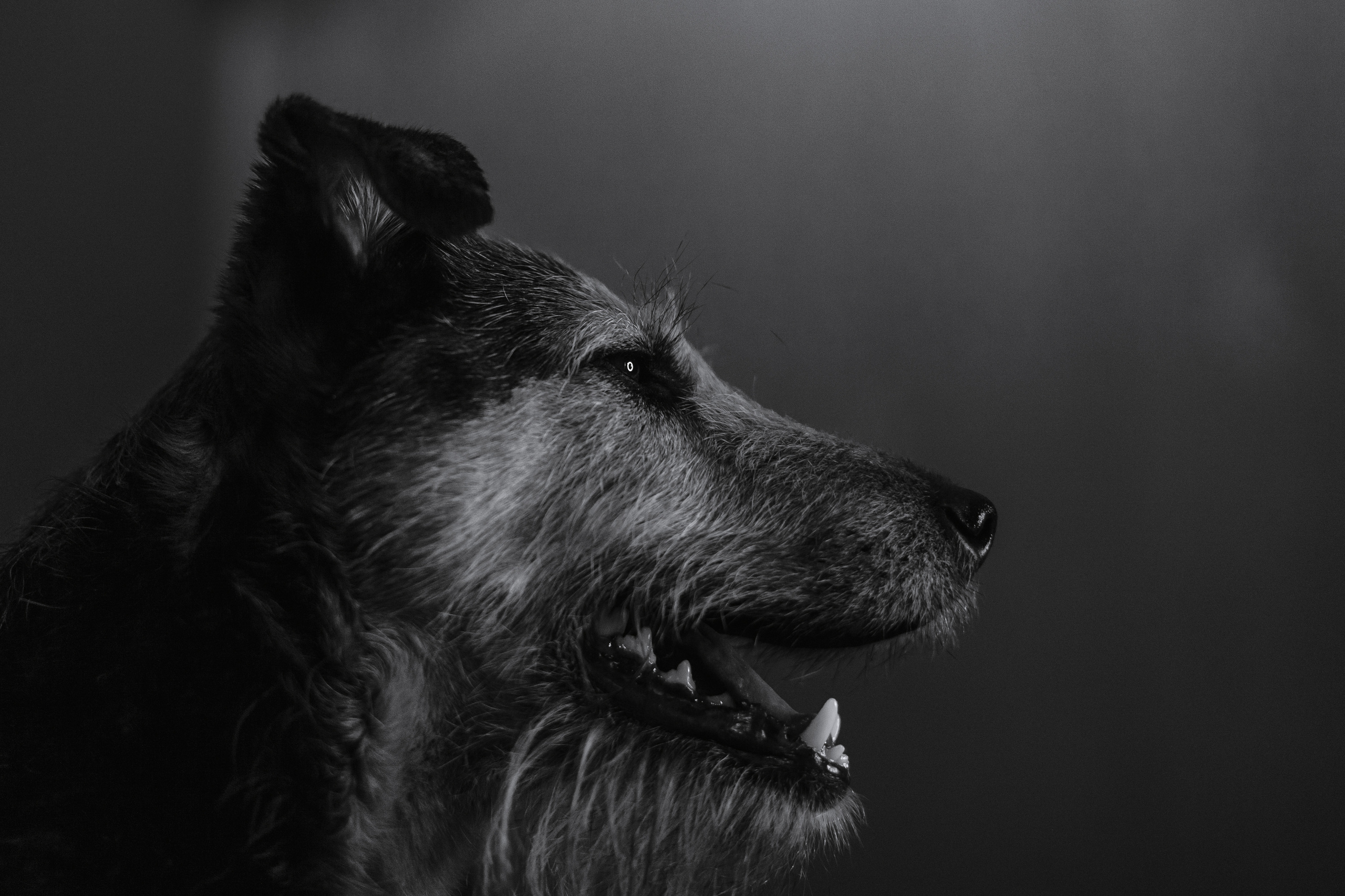 Лиза и Бренда. Фотограф-анималист Татьяна Степанова