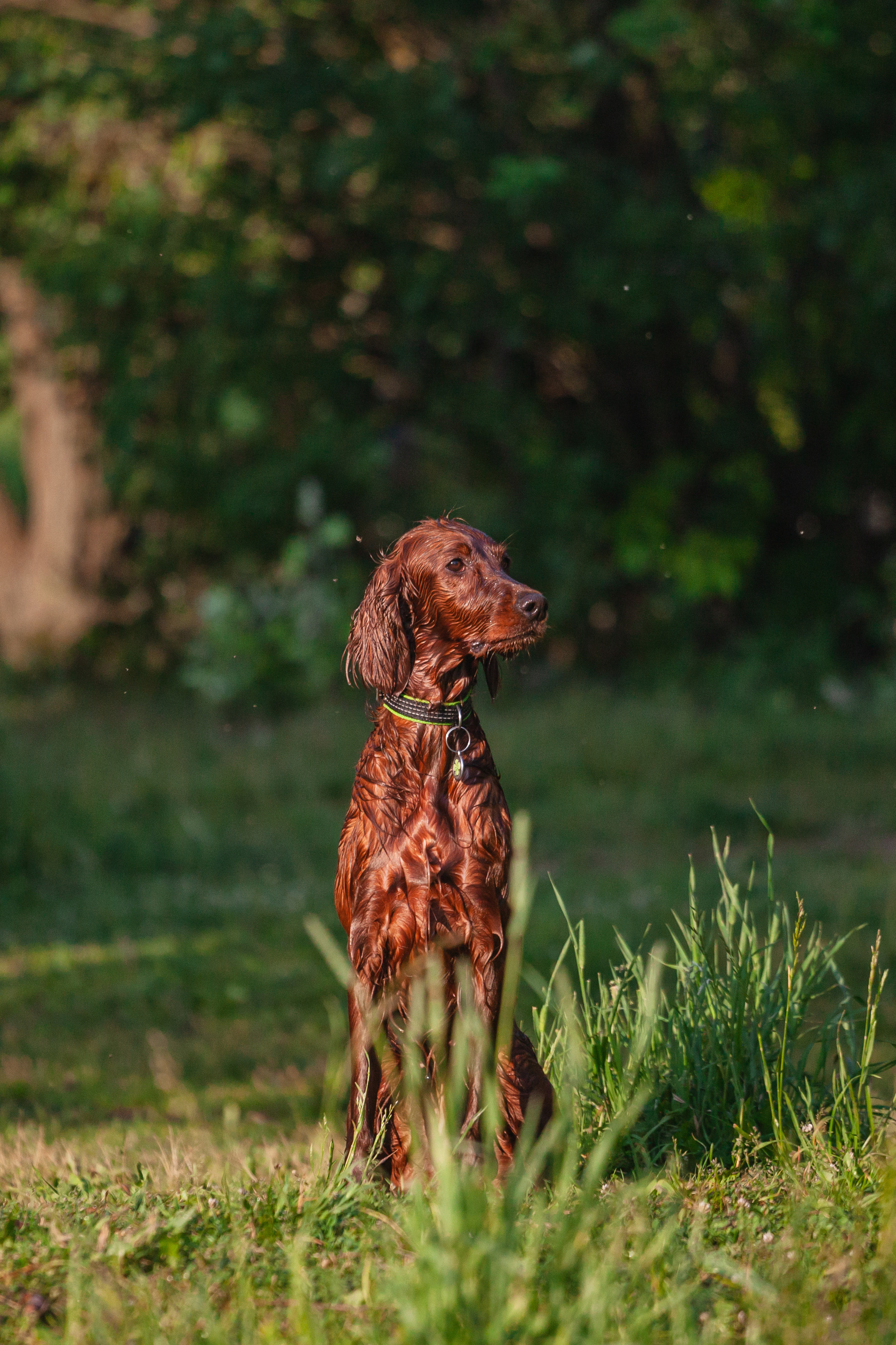 Рассветная съемка в ПКИО Северное Тушино. Фотограф-анималист Татьяна Степанова