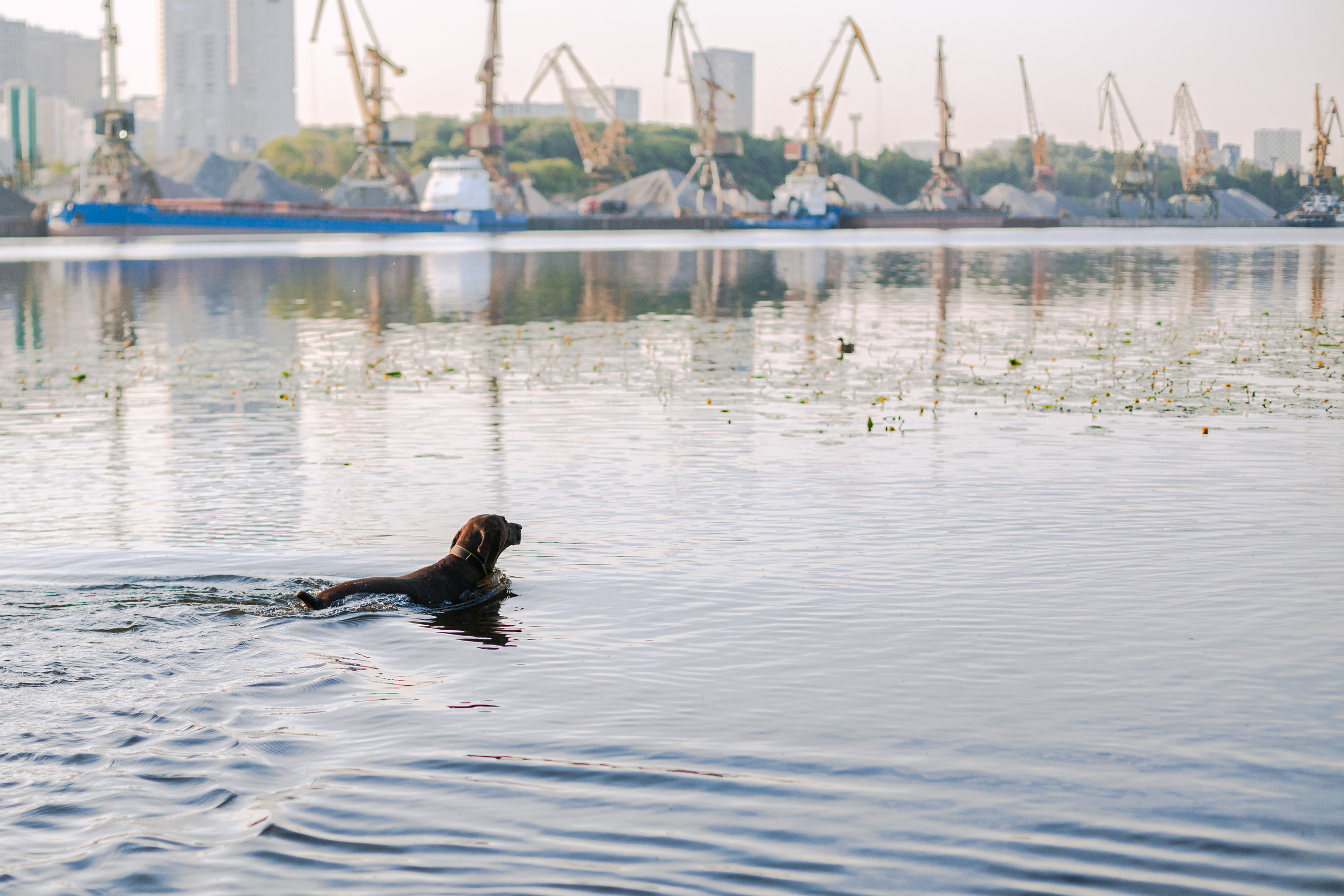 Рассветная съемка в ПКИО Северное Тушино. Фотограф-анималист Татьяна Степанова