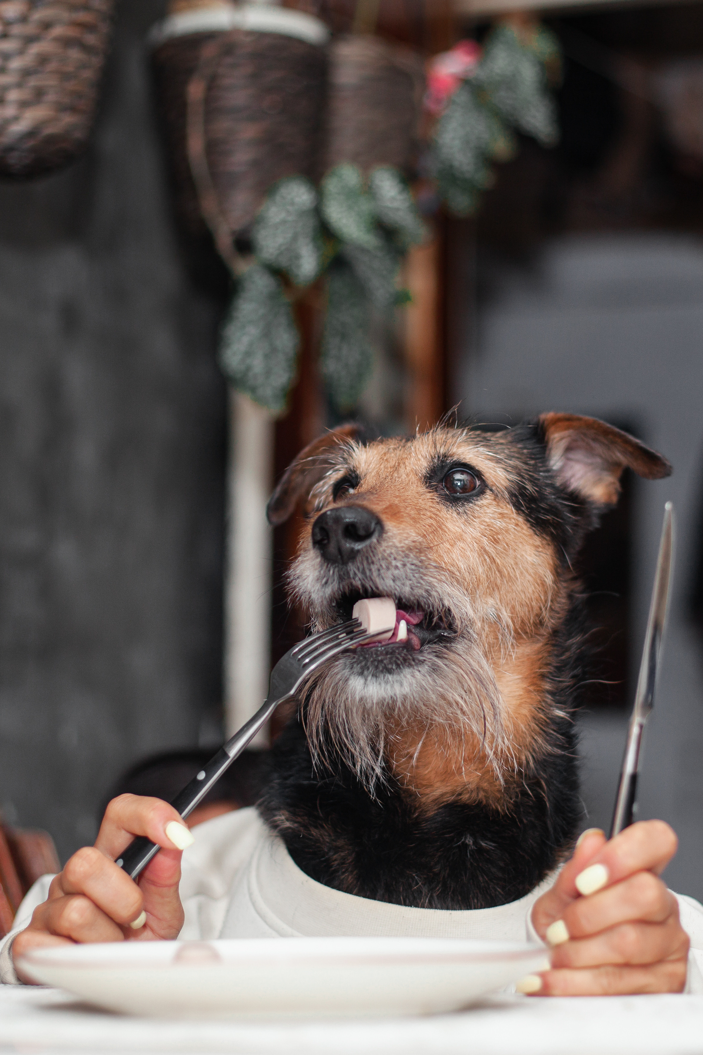 Лиза и Бренда. Фотограф-анималист Татьяна Степанова