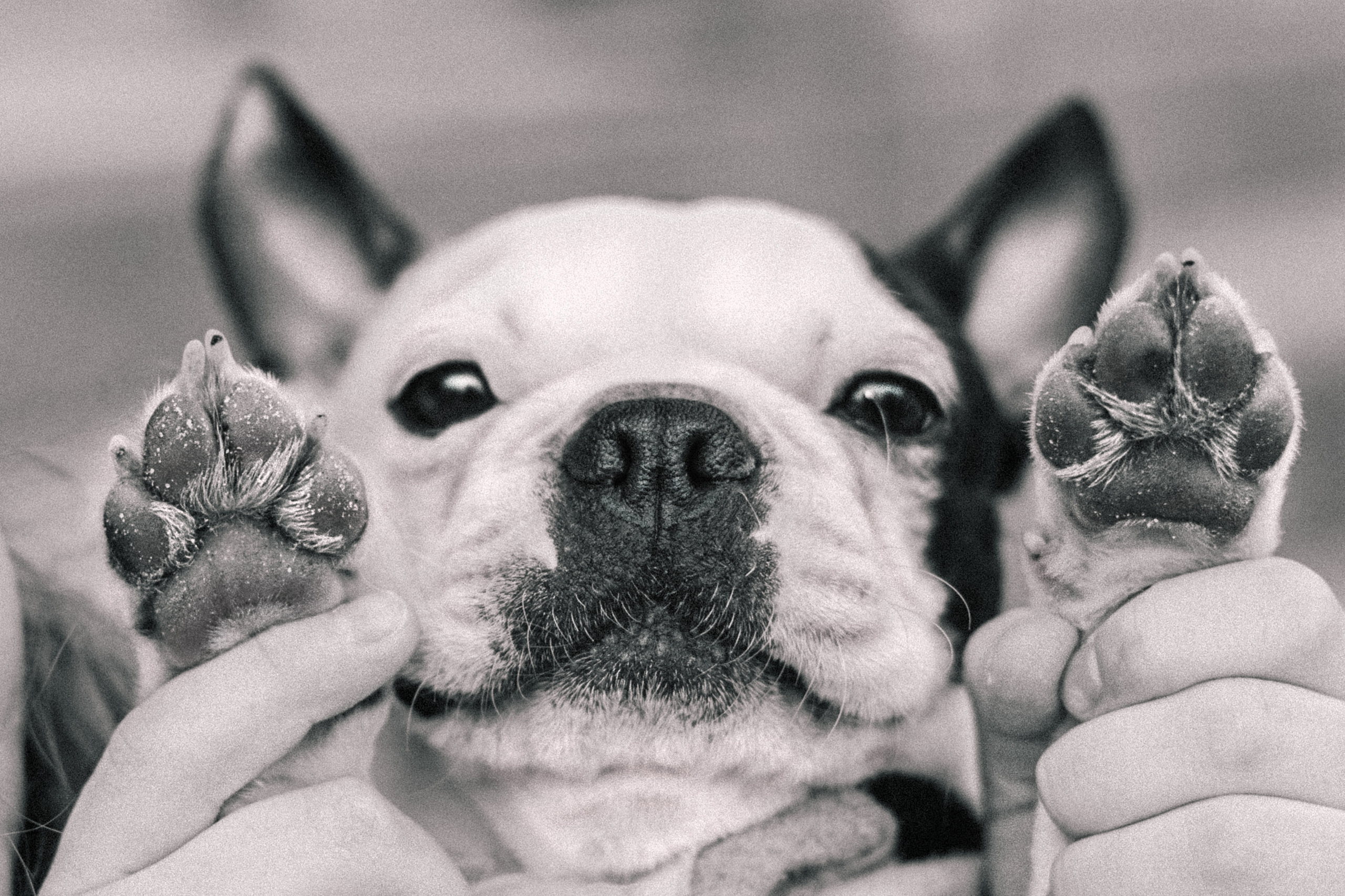 Василиса и Мира Кузнецкий мост. Фотограф-анималист Татьяна Степанова