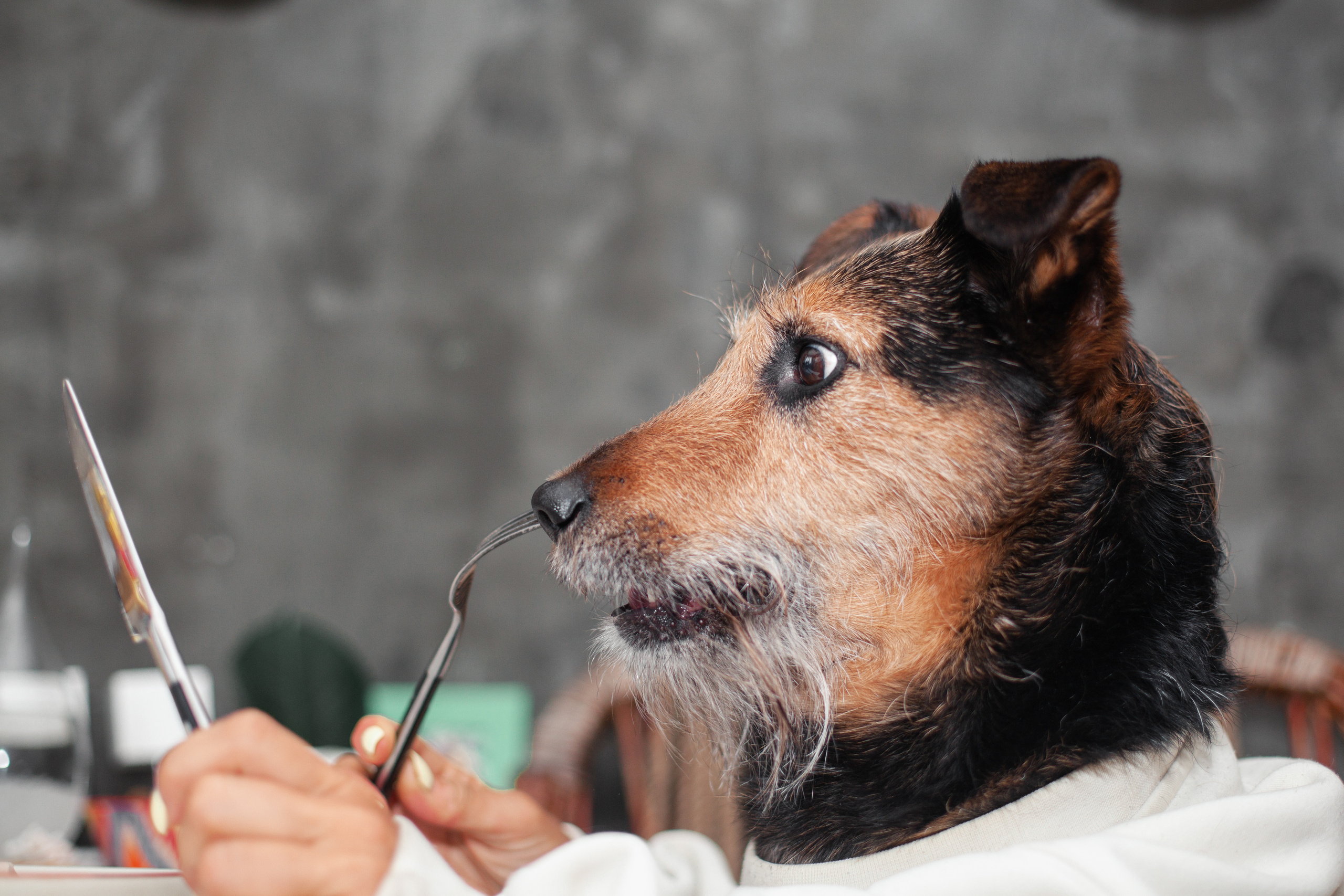 Лиза и Бренда. Фотограф-анималист Татьяна Степанова