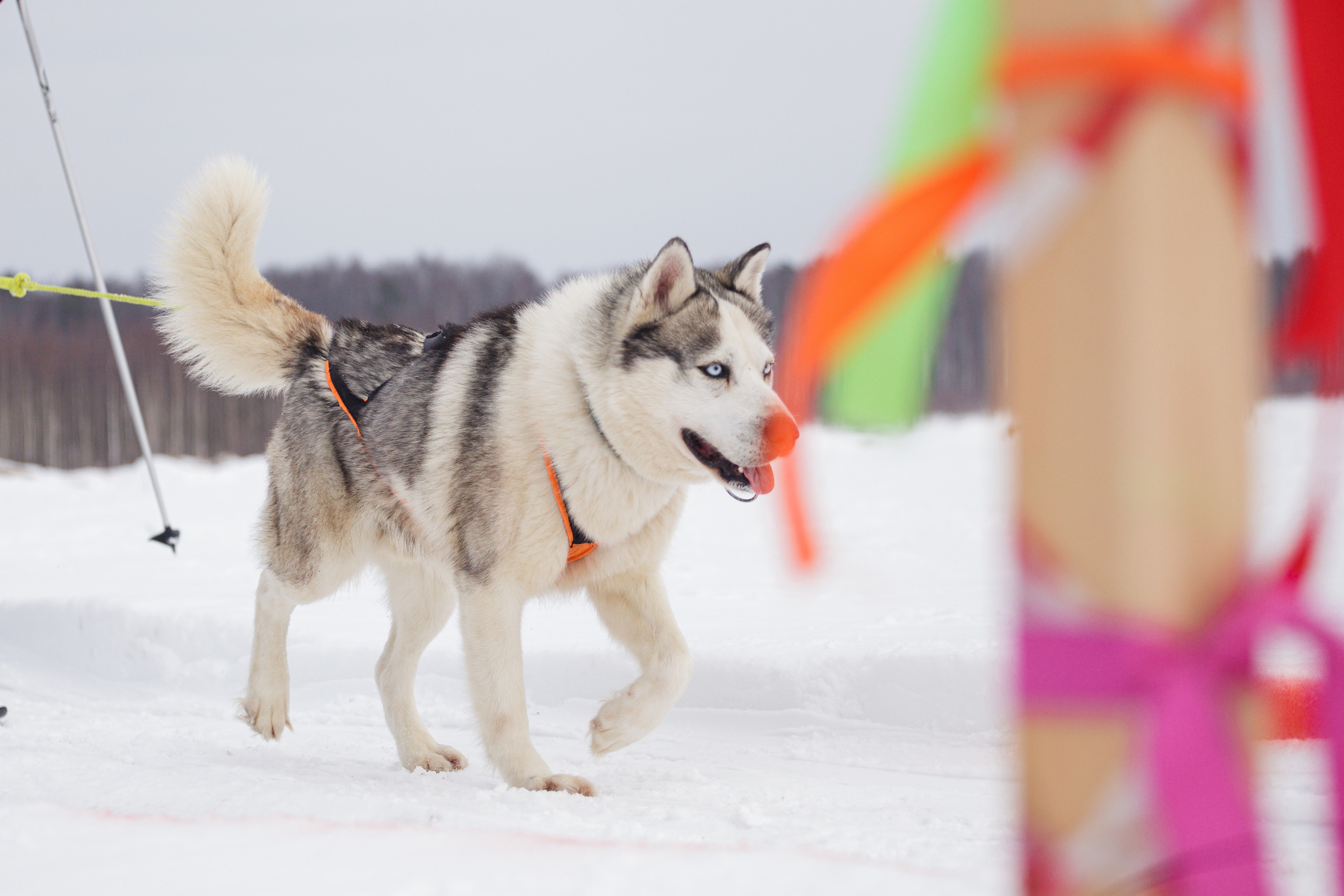 Холодные игры 28 февраля 2022. Фотограф-анималист Татьяна Степанова