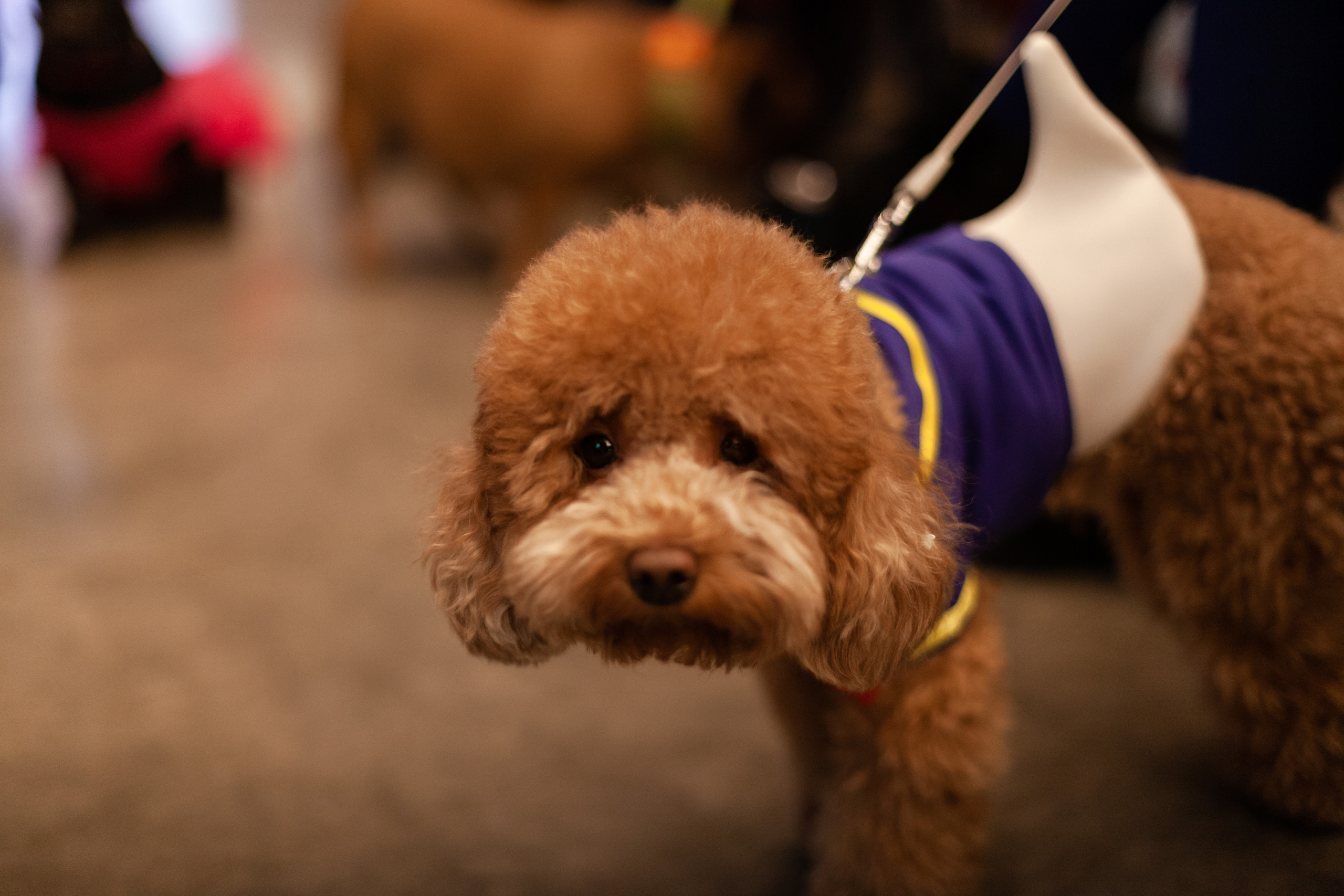 Бульелка 2022. Фотограф-анималист Татьяна Степанова