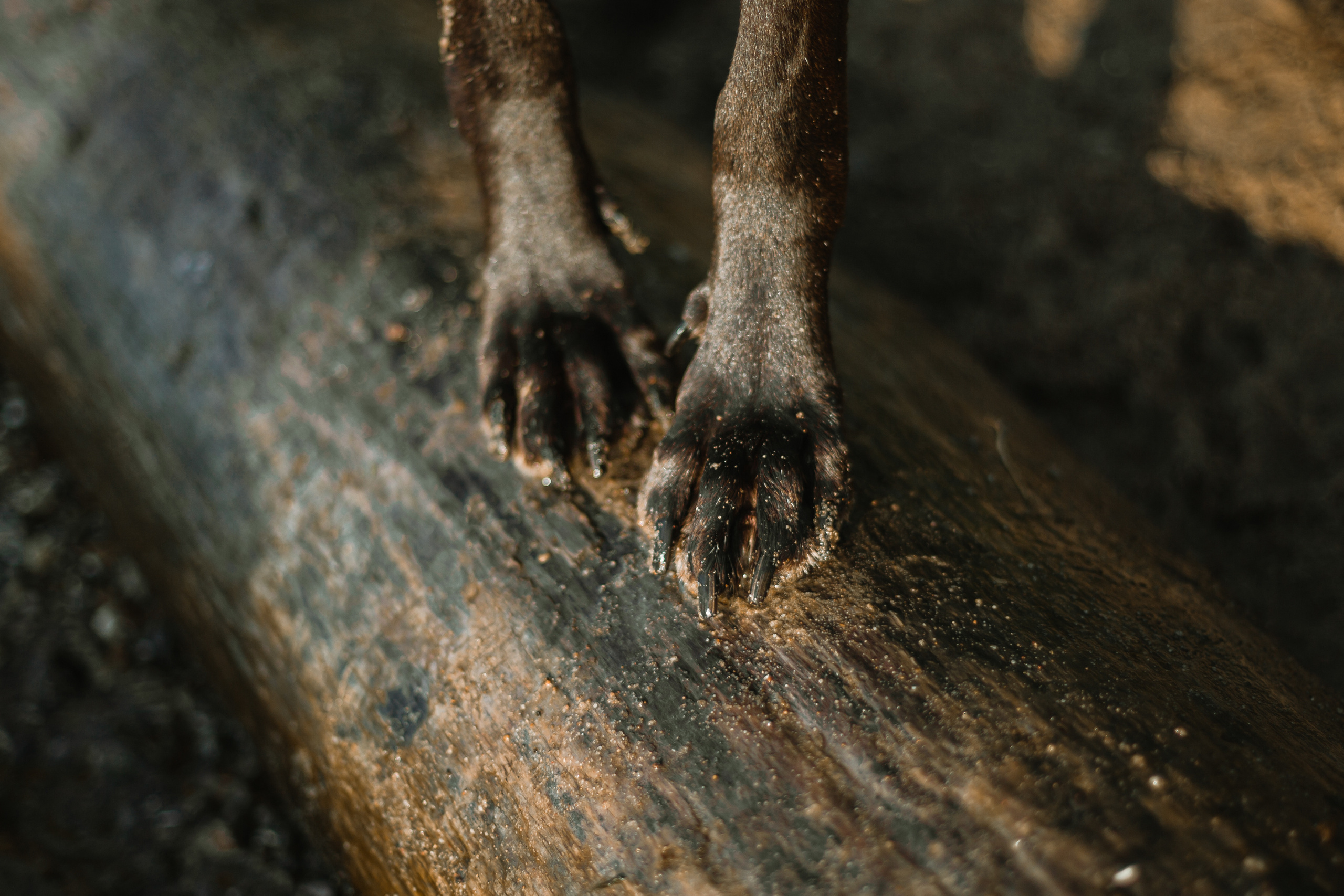 Рассветная съемка в ПКИО Северное Тушино. Фотограф-анималист Татьяна Степанова