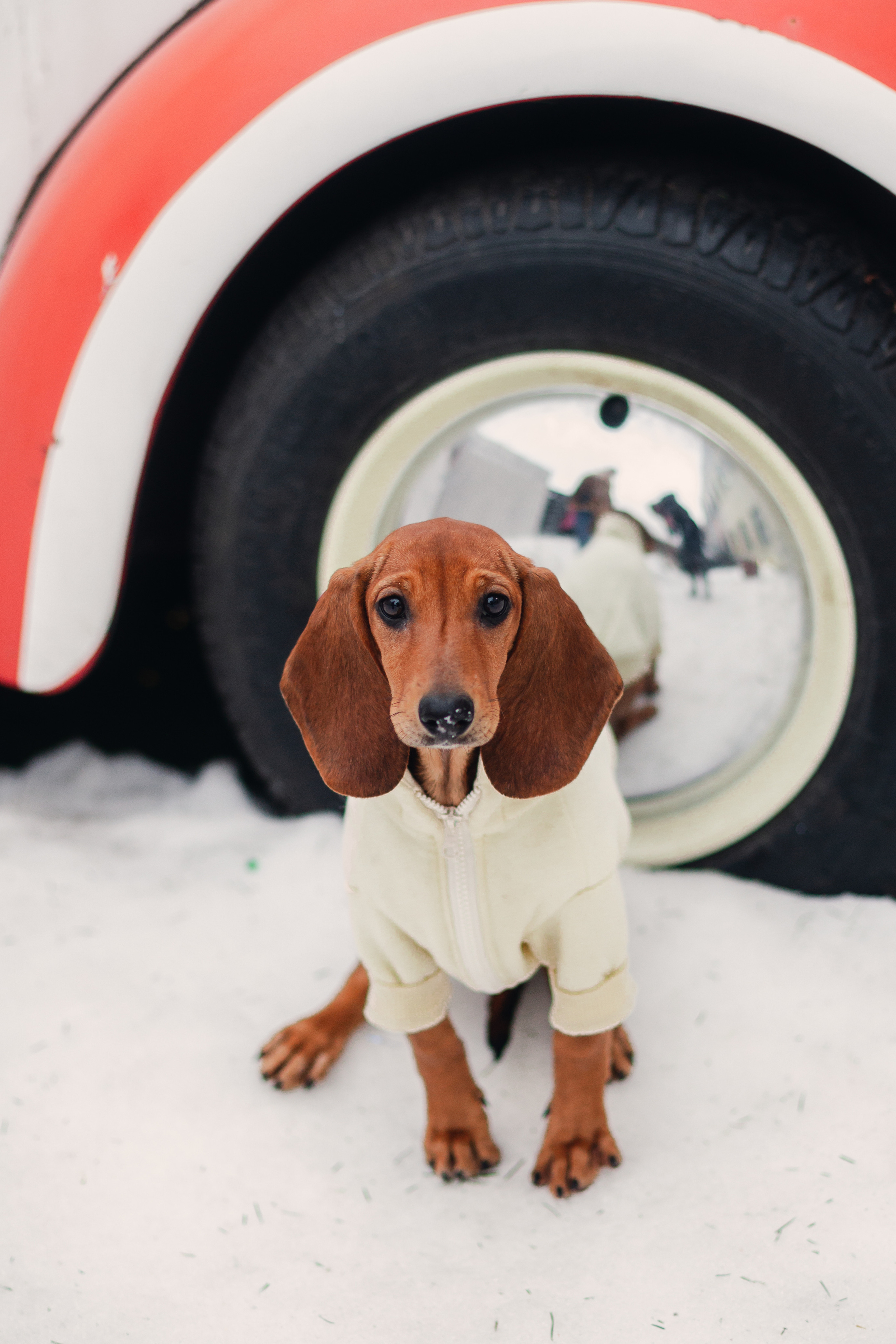 Новогодняя серия с ретромашиной. Фотограф-анималист Татьяна Степанова