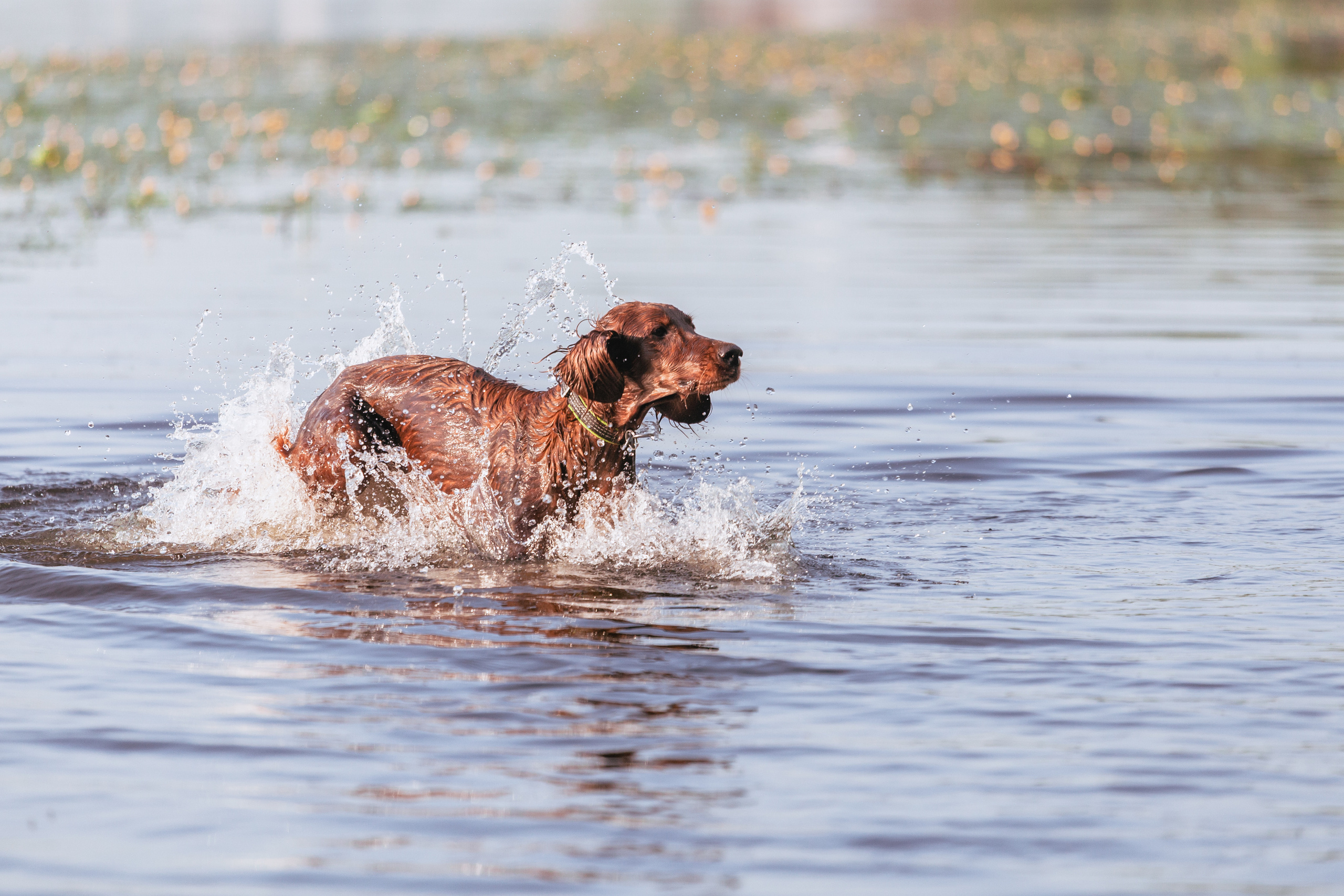 Рассветная съемка в ПКИО Северное Тушино. Фотограф-анималист Татьяна Степанова
