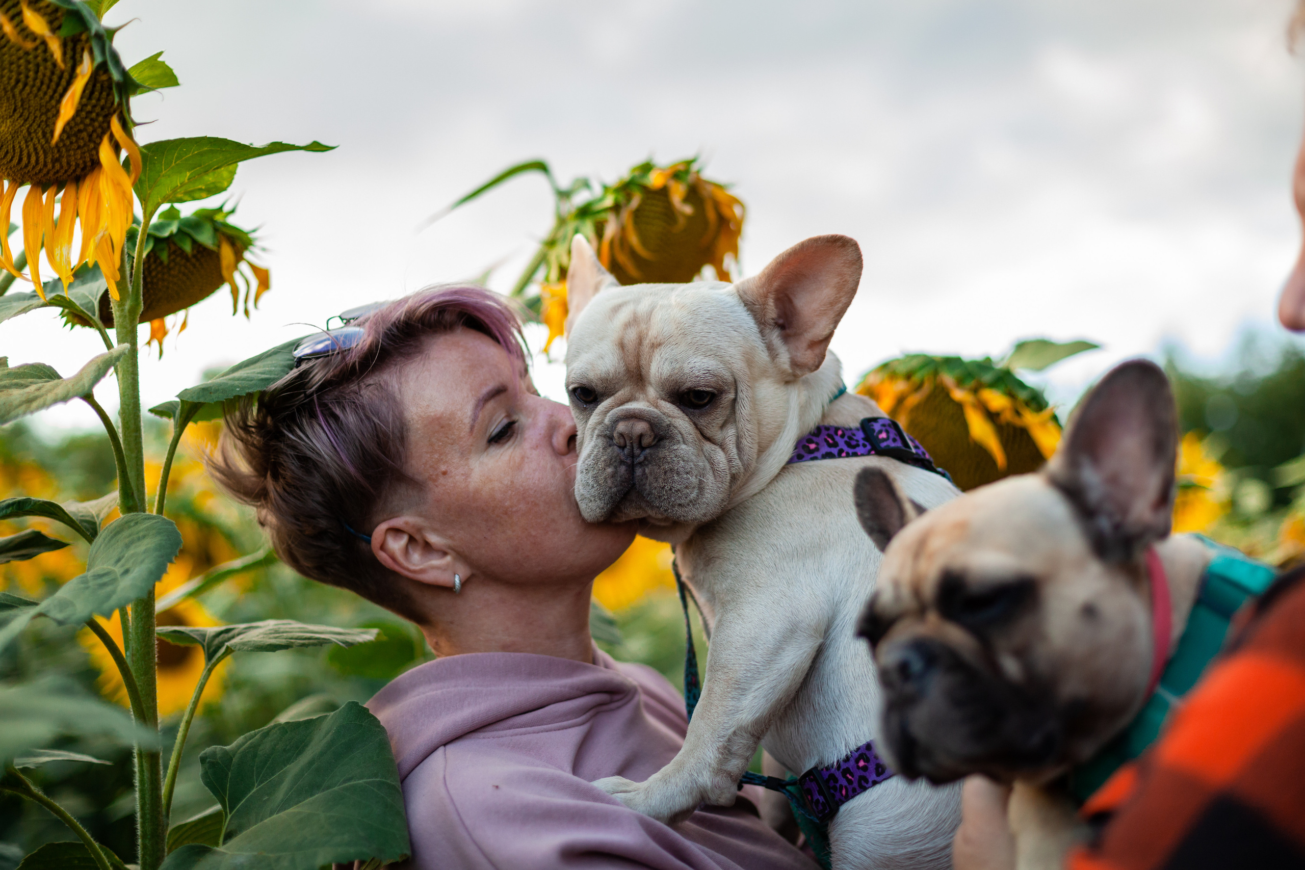 Коломна, стога и подсолнухи. Фотограф-анималист Татьяна Степанова