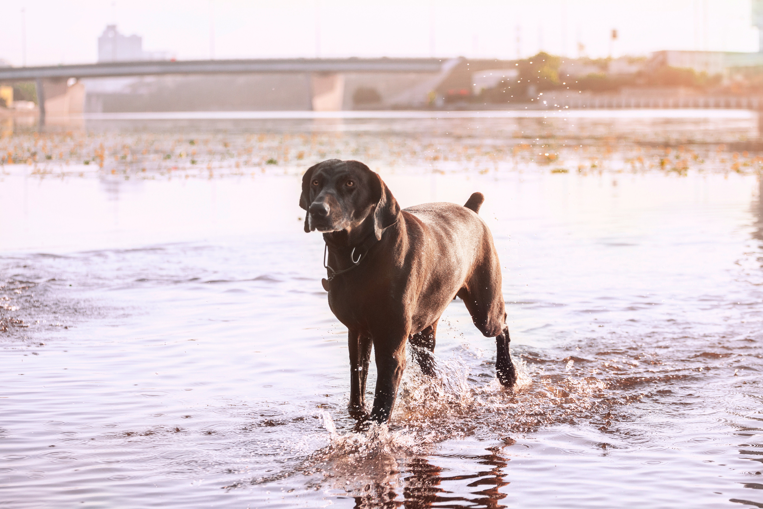 Рассветная съемка в ПКИО Северное Тушино. Фотограф-анималист Татьяна Степанова