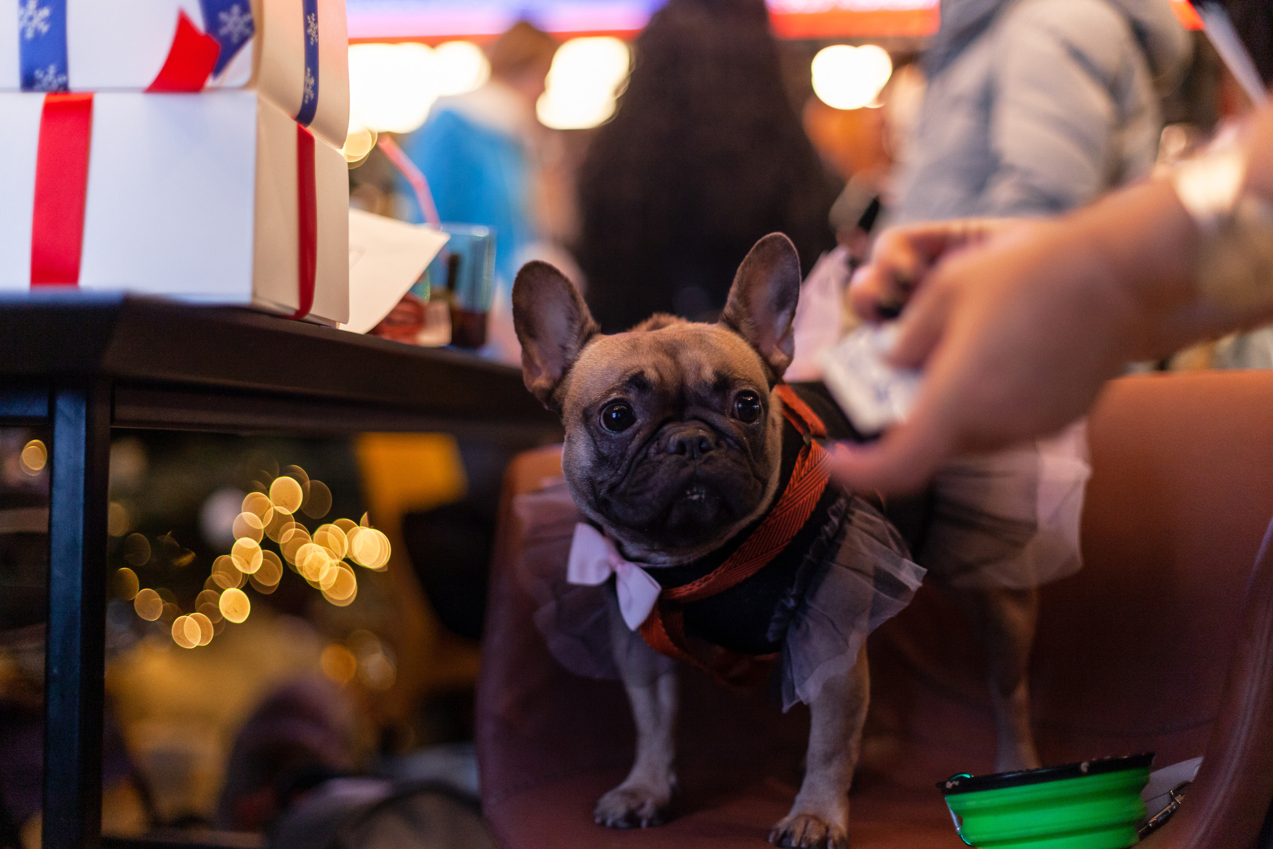 Бульелка 2022. Фотограф-анималист Татьяна Степанова