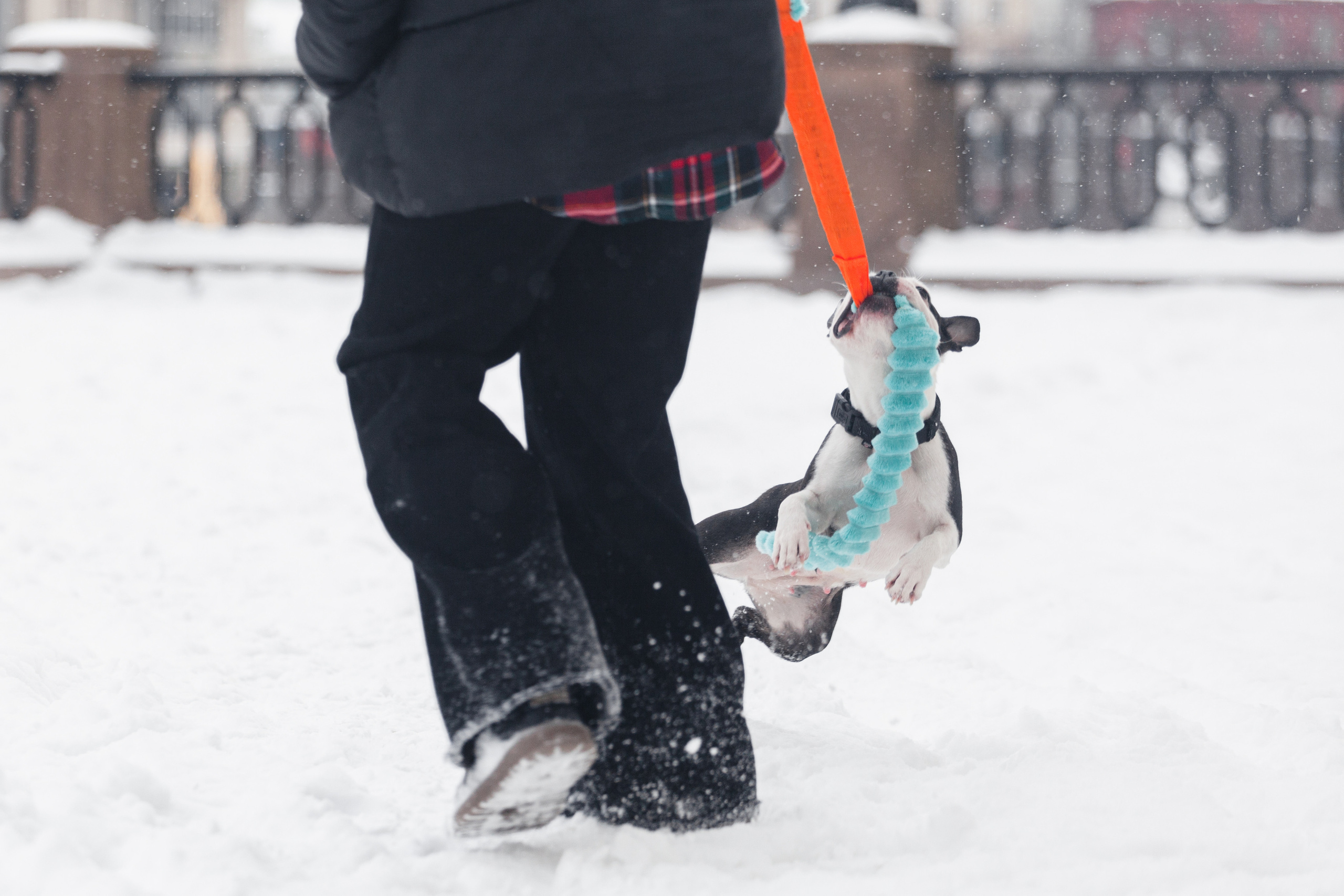 Василиса и Мира Кузнецкий мост. Фотограф-анималист Татьяна Степанова